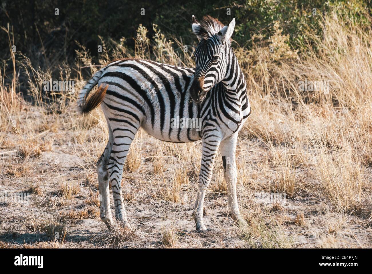 Young Burchell Plains Zebra Foal Standing in The Grasland in Moremi Game Reserve, Okavango Delta, Botswana, Afrika Stockfoto
