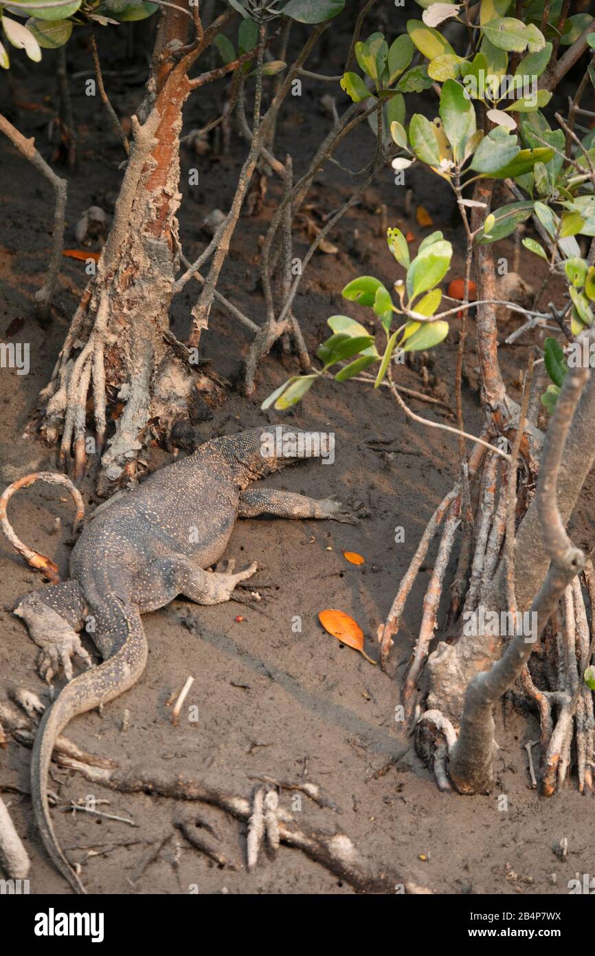 Asiatischer Wasserwächter, Varanus-Salvator, Sunderbans, Indien Stockfoto