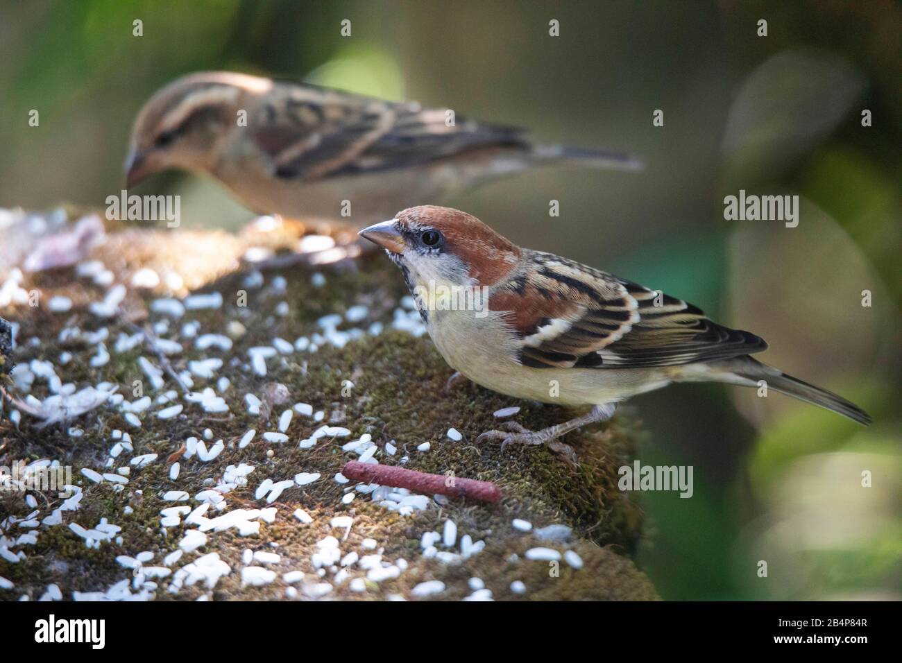 Russet Sparrow, Passer Cinnamomeus, Okre, Sikkim, Indien Stockfoto