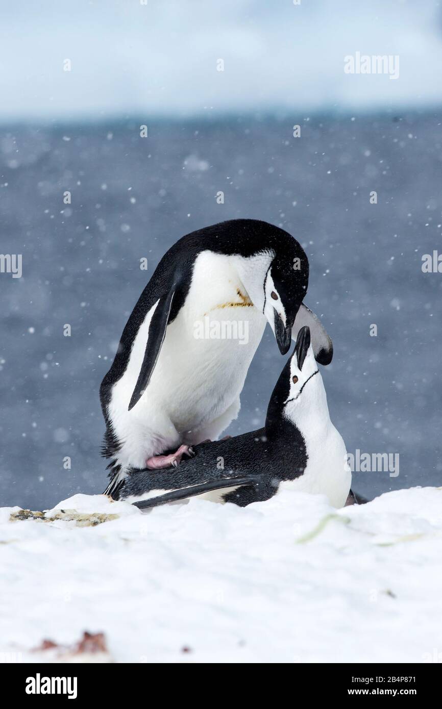 Kinnbinguine (Pygoscelis antarcticus), die sich auf Orne Island in der Antarktis verpaaren Stockfoto