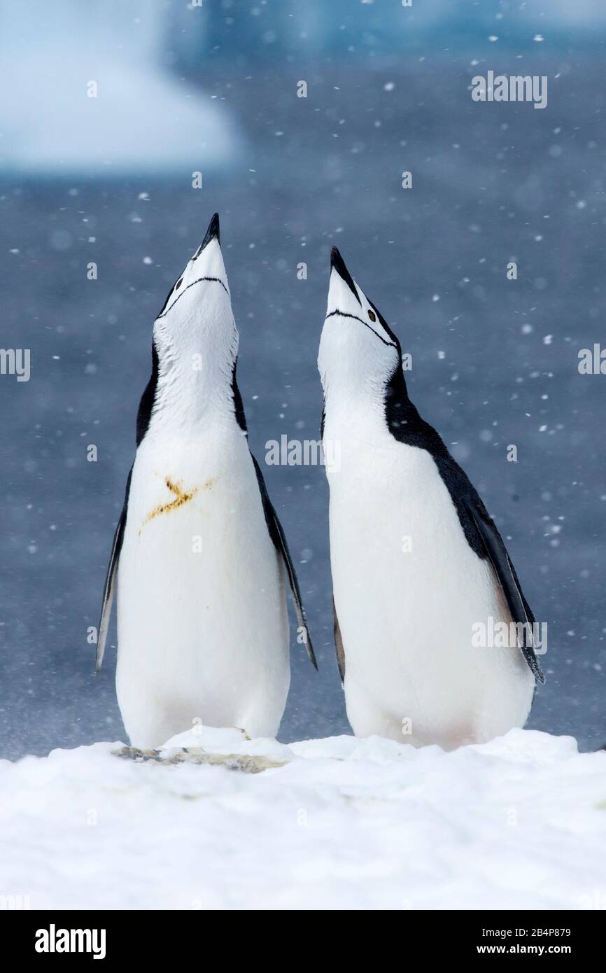 Kinnbinguine (Pygoscelis antarcticus), die sich auf Orne Island in der Antarktis verpaaren Stockfoto