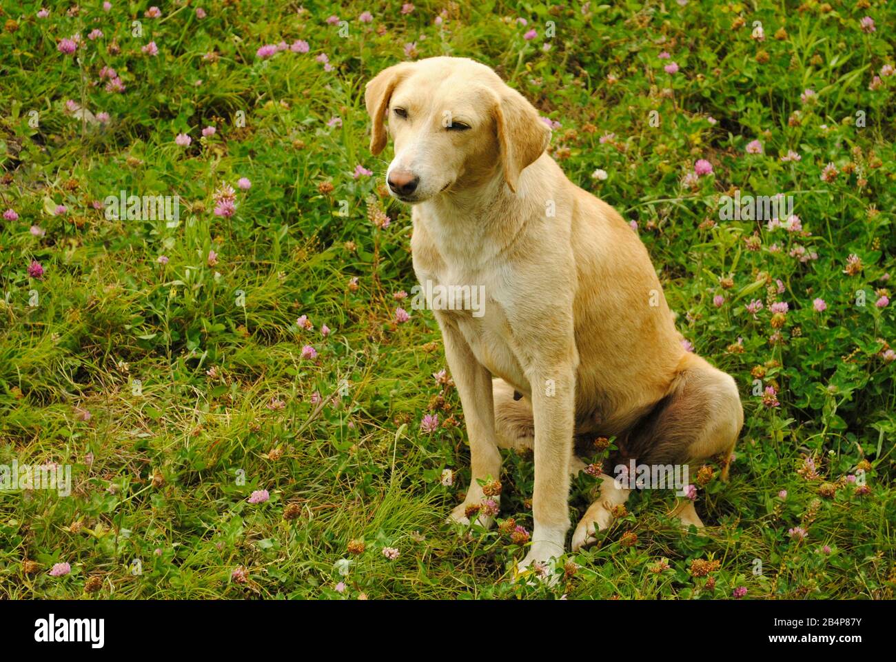 Combai-Hunderasse, Manali, Himachal Pradesh, indien Stockfoto