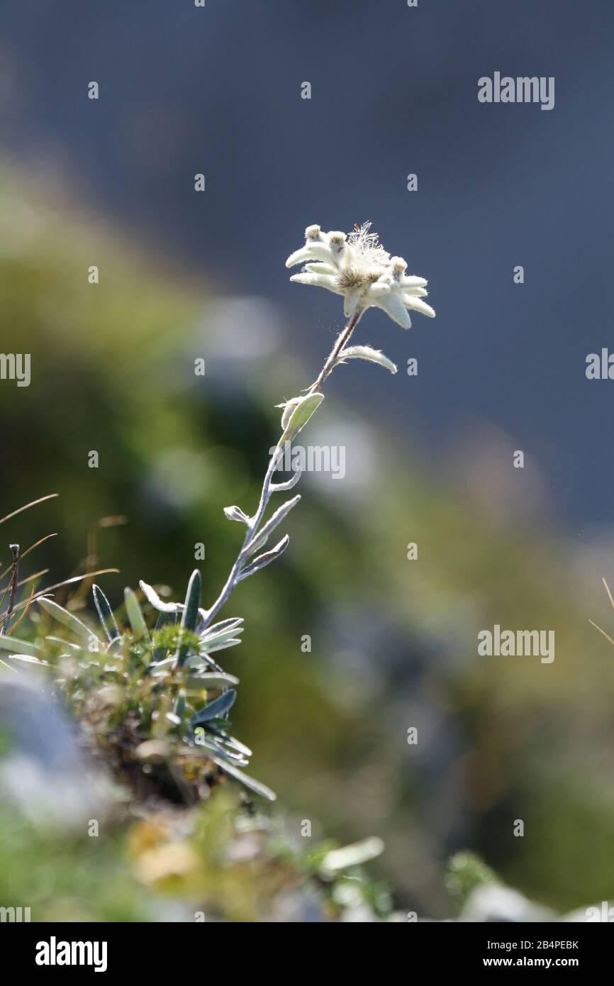 Edelweiß - geschützte Bergpflanze, seltene Blume Stockfoto