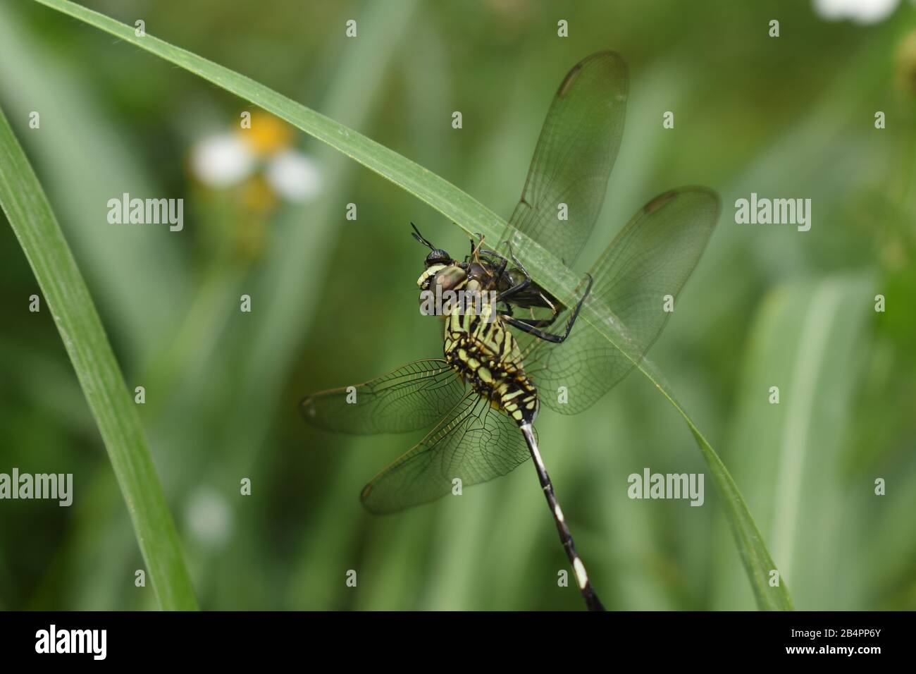 Eine schlanke Schimmer Libelle, die ihre Beute hält. Stockfoto