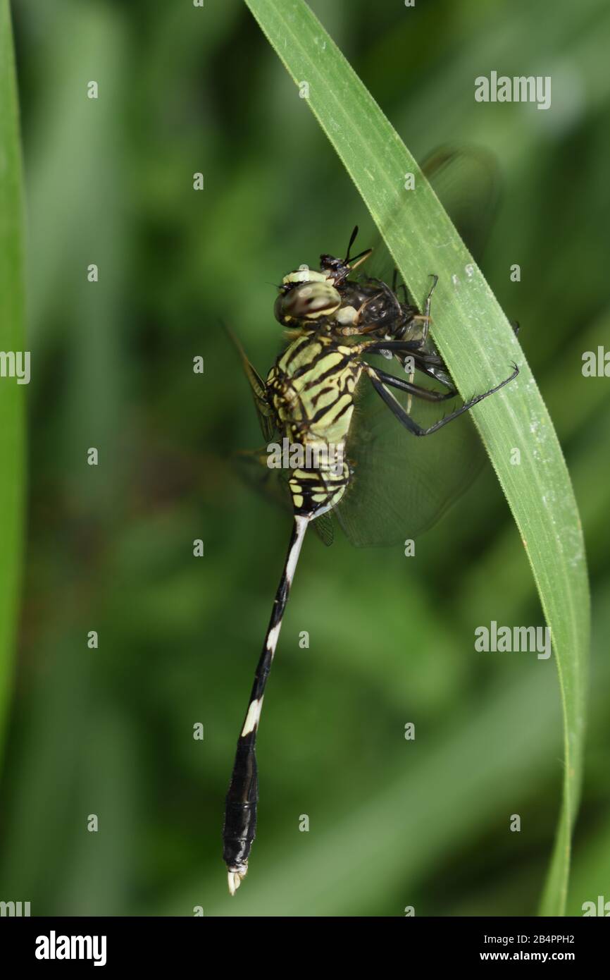 Eine schlanke Schimmer Libelle, die ihre Beute hält. Stockfoto