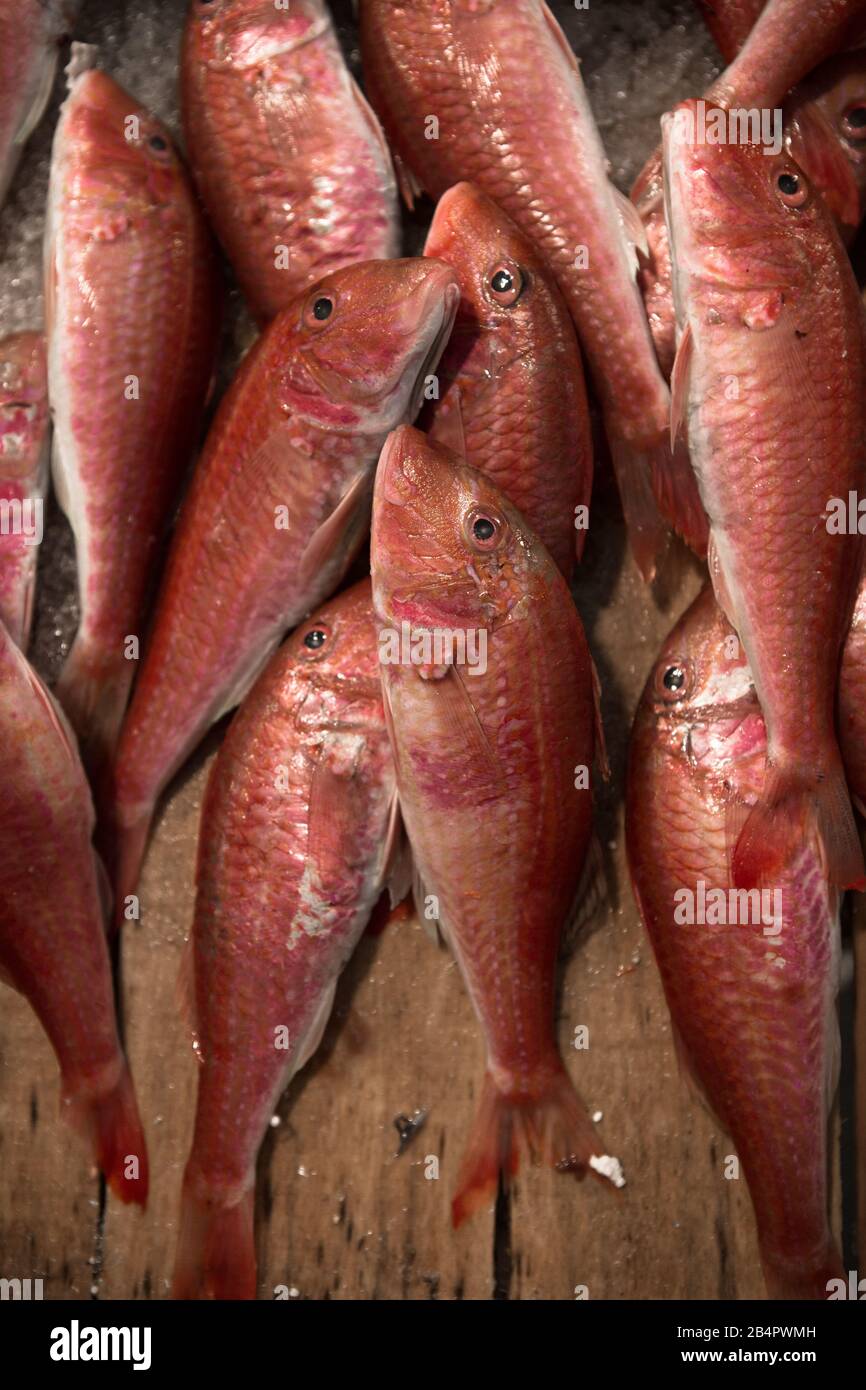 Fisch auf dem Markt, schwarze Scheide (espada) auf dem Fischmarkt Stockfoto