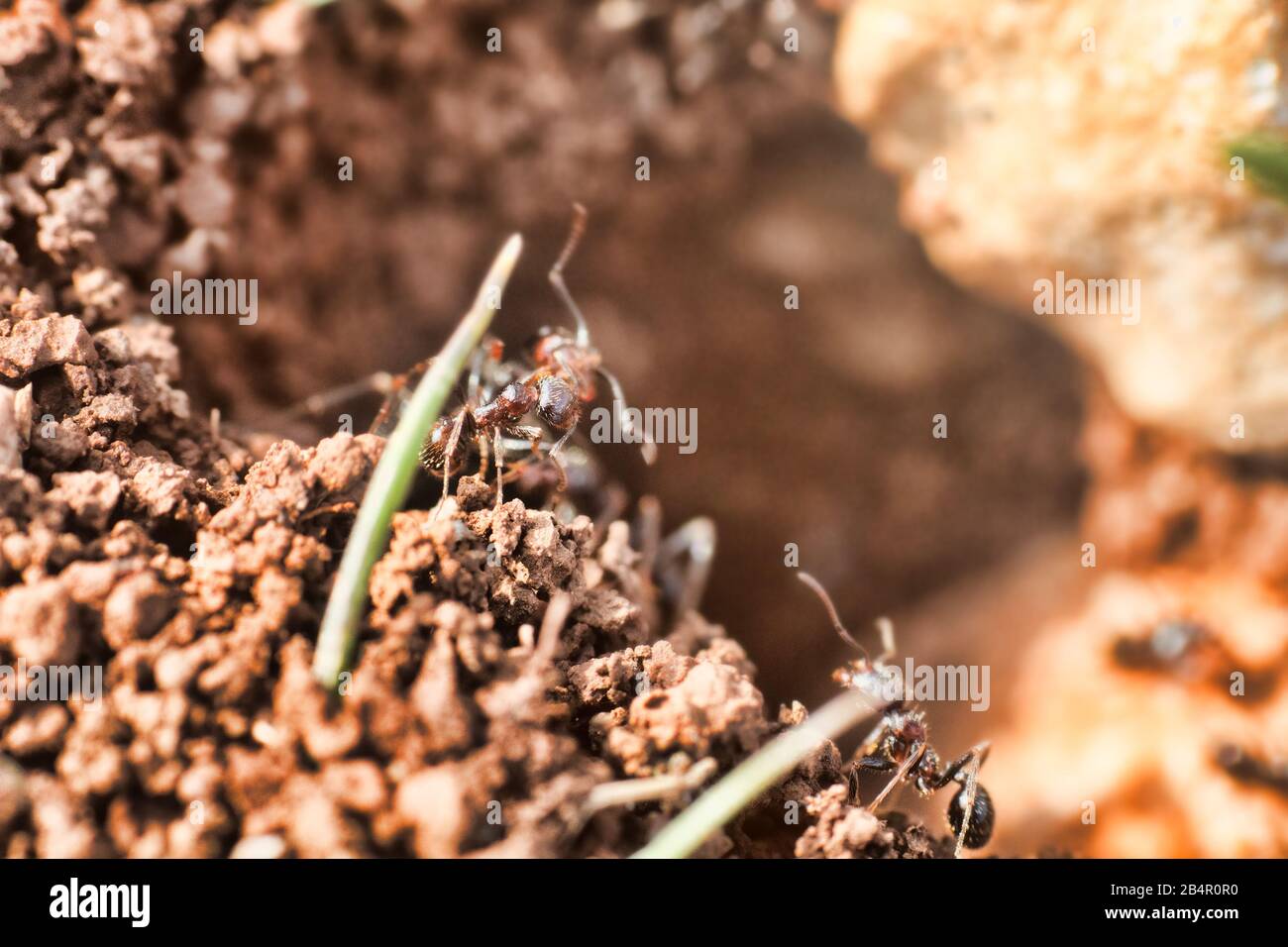 Schnelle Cataglyphis Ameisen sind in der Natur auf Makrofoto fixiert. April den Unterlauf der Wolga Stockfoto