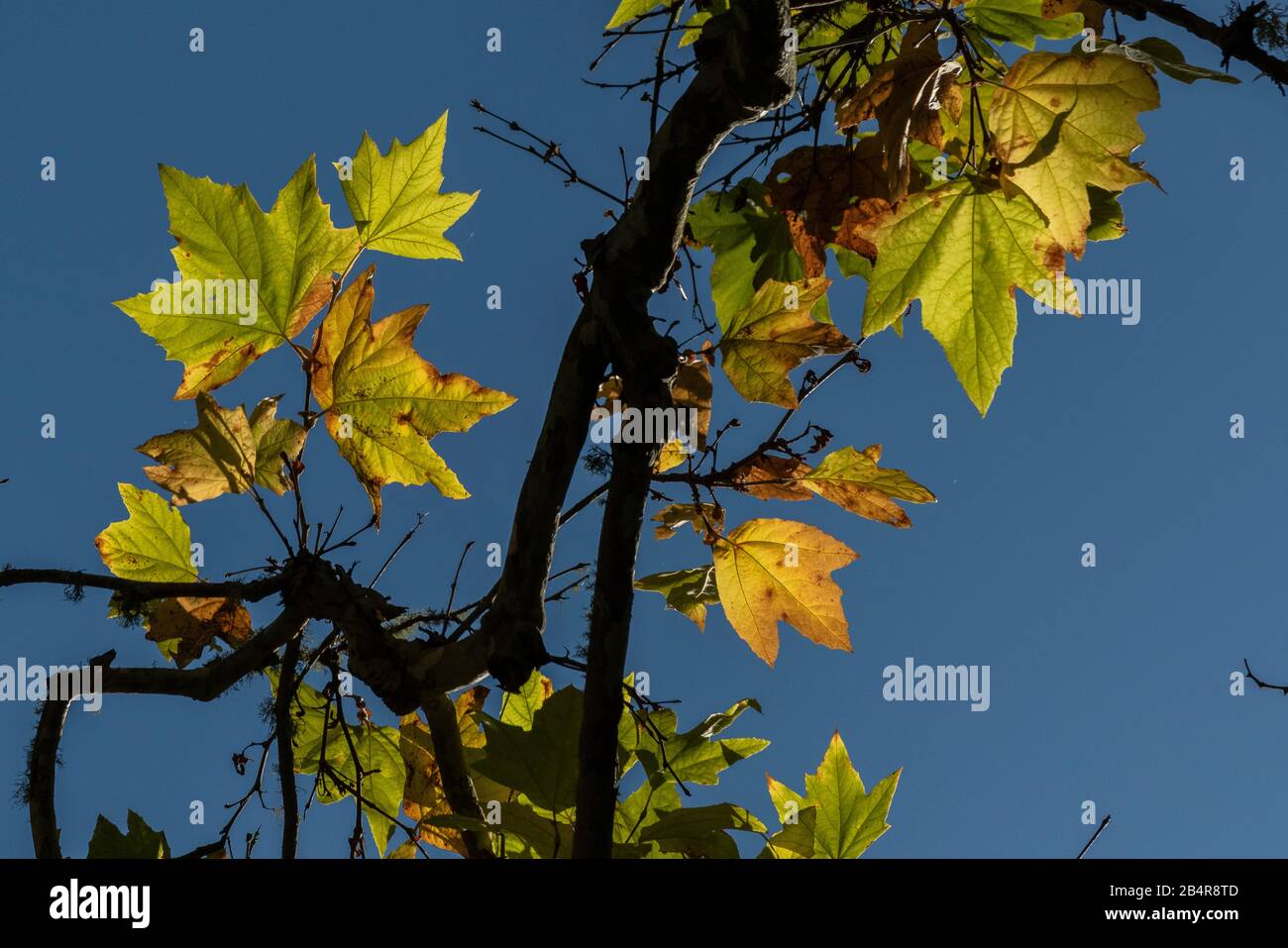 Blätter des westlichen Sycamore, Platanus racemosus aus Südkalifornien. Herbst. Stockfoto