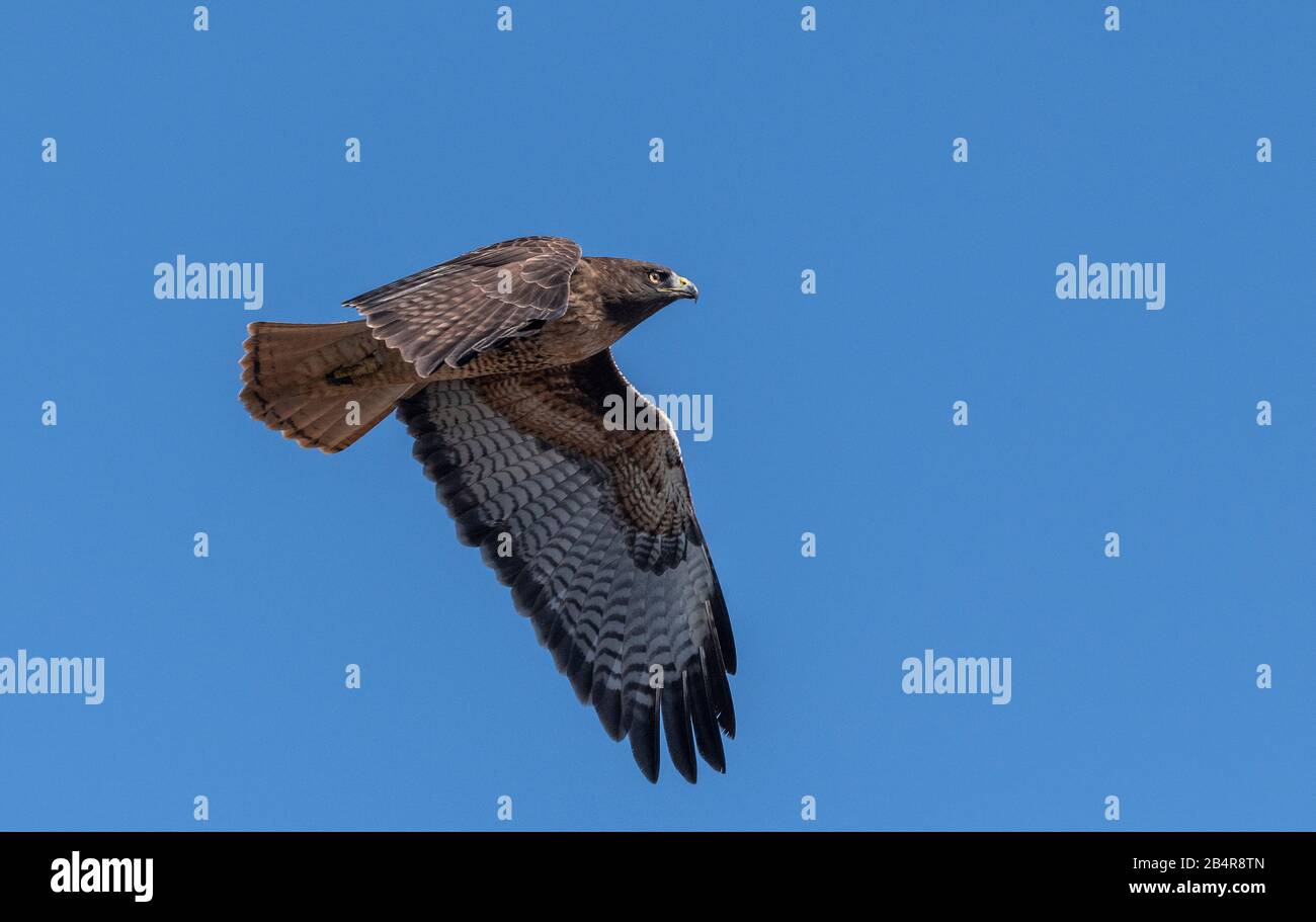 Rotschwein-Falke, Buteo jamaicensis, dunkle Form, im Flug. Stockfoto