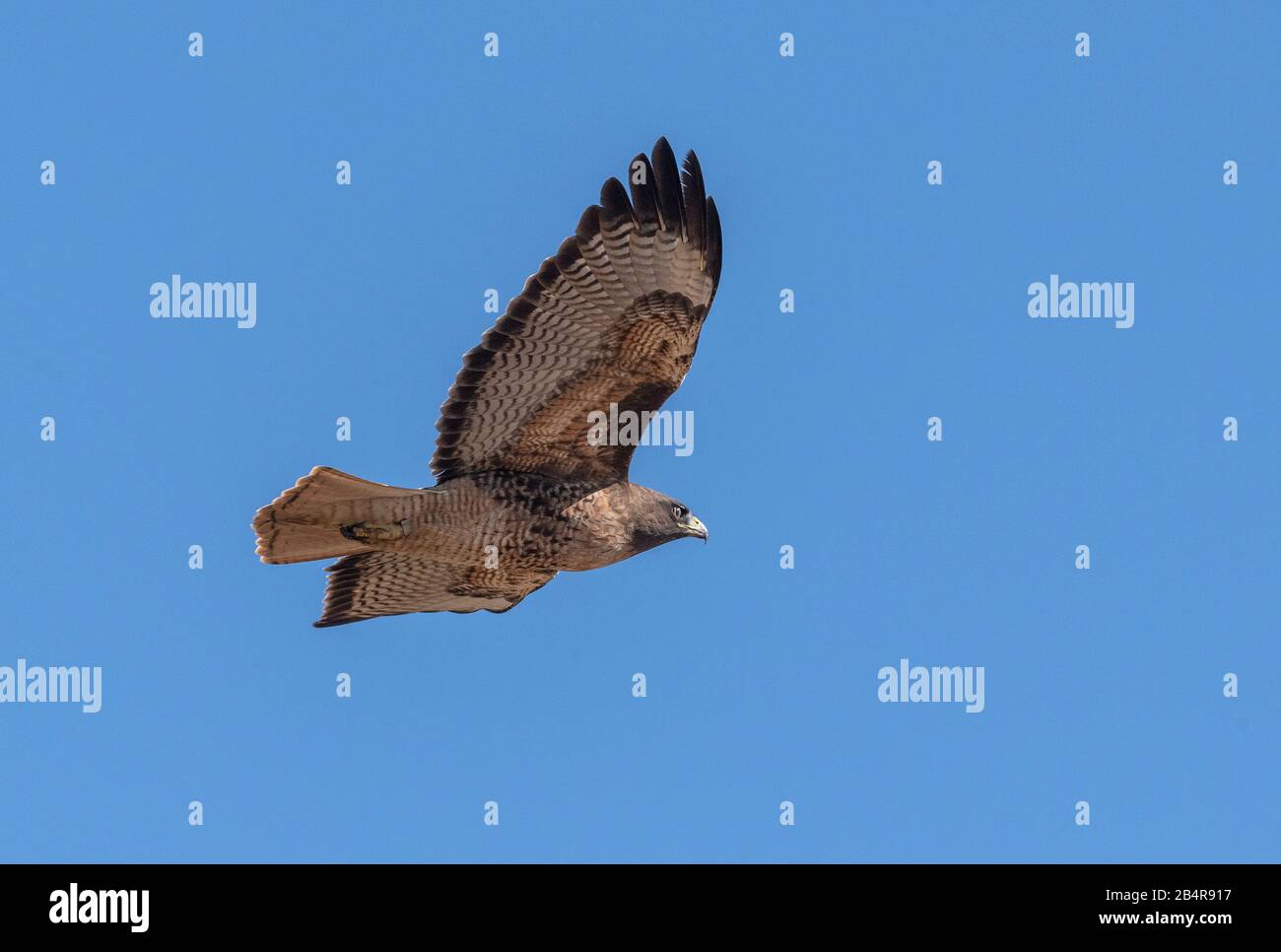 Rotschwein-Falke, Buteo jamaicensis, dunkle Form, im Flug. Stockfoto