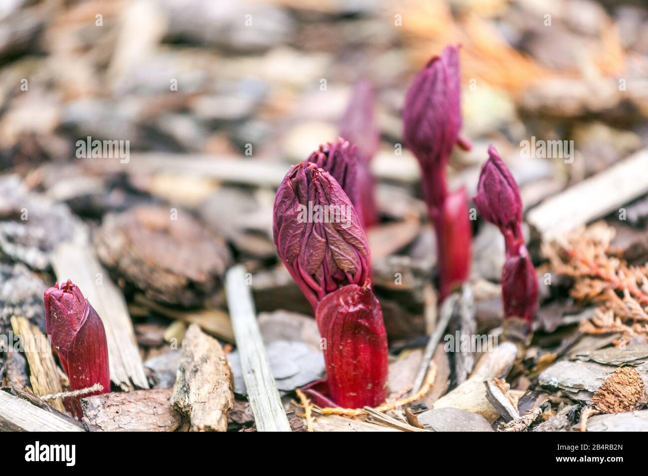 Paeonia mascula Rote Stämme, die aus dem Boden krümmen, erschießen Pfingstrosen, die aus dem Boden hervorgehen Stockfoto