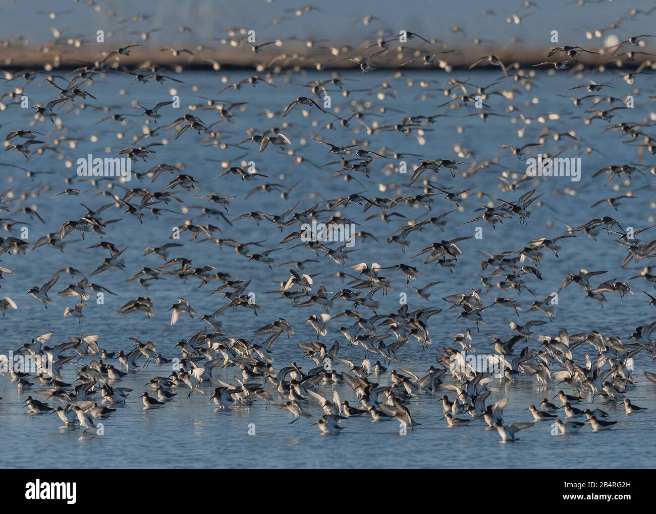 Herde von Dunlin, Calidris alpina, die in flachem Wasser an der Stelle der Estuarine landet. Stockfoto