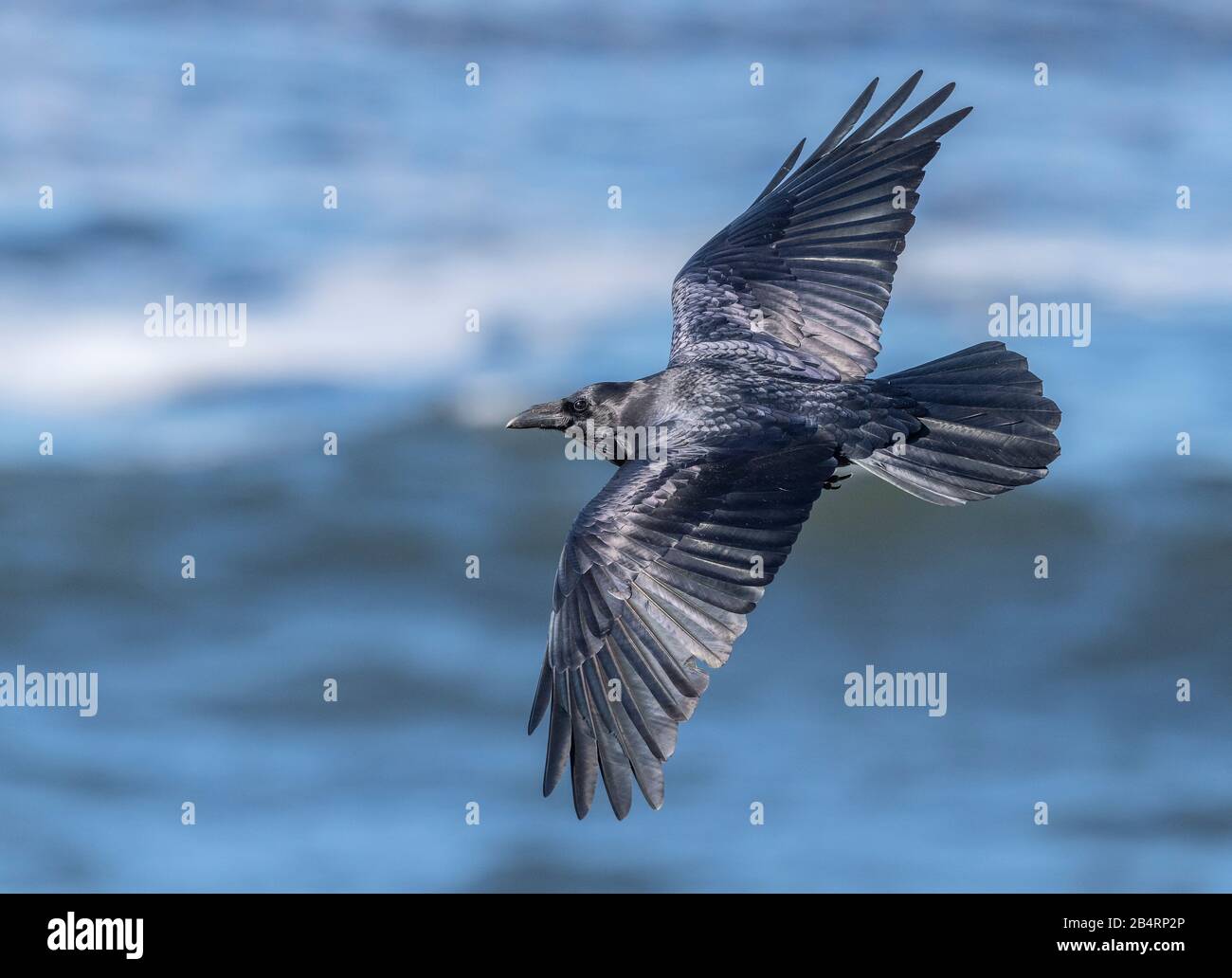 Raven, Corvus corax, im Flug an der Küste. Stockfoto