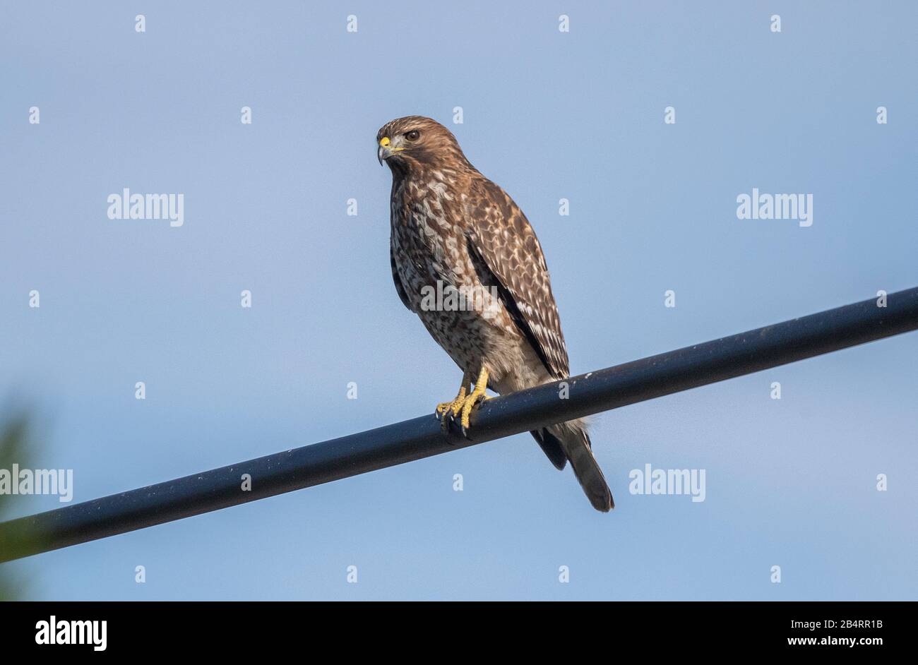 Juvenile Rotschwänzchen, Buteo jamaicensis, auf Draht. Stockfoto