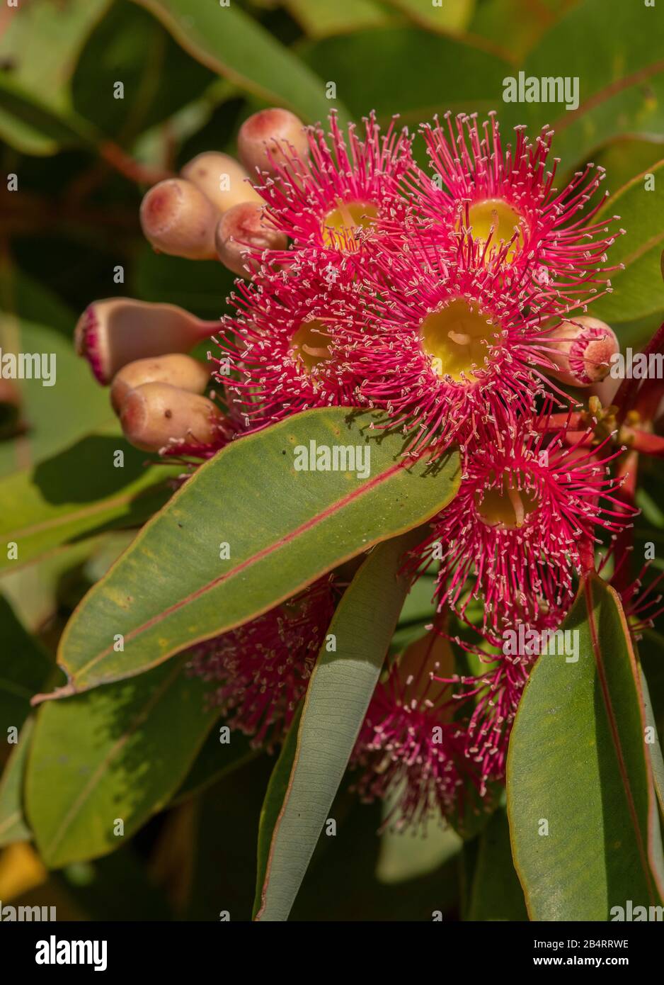 Rot blühender Gummi, Corymbia ficifolia, in Blüte. Endemisch im Südwesten Australiens. Stockfoto