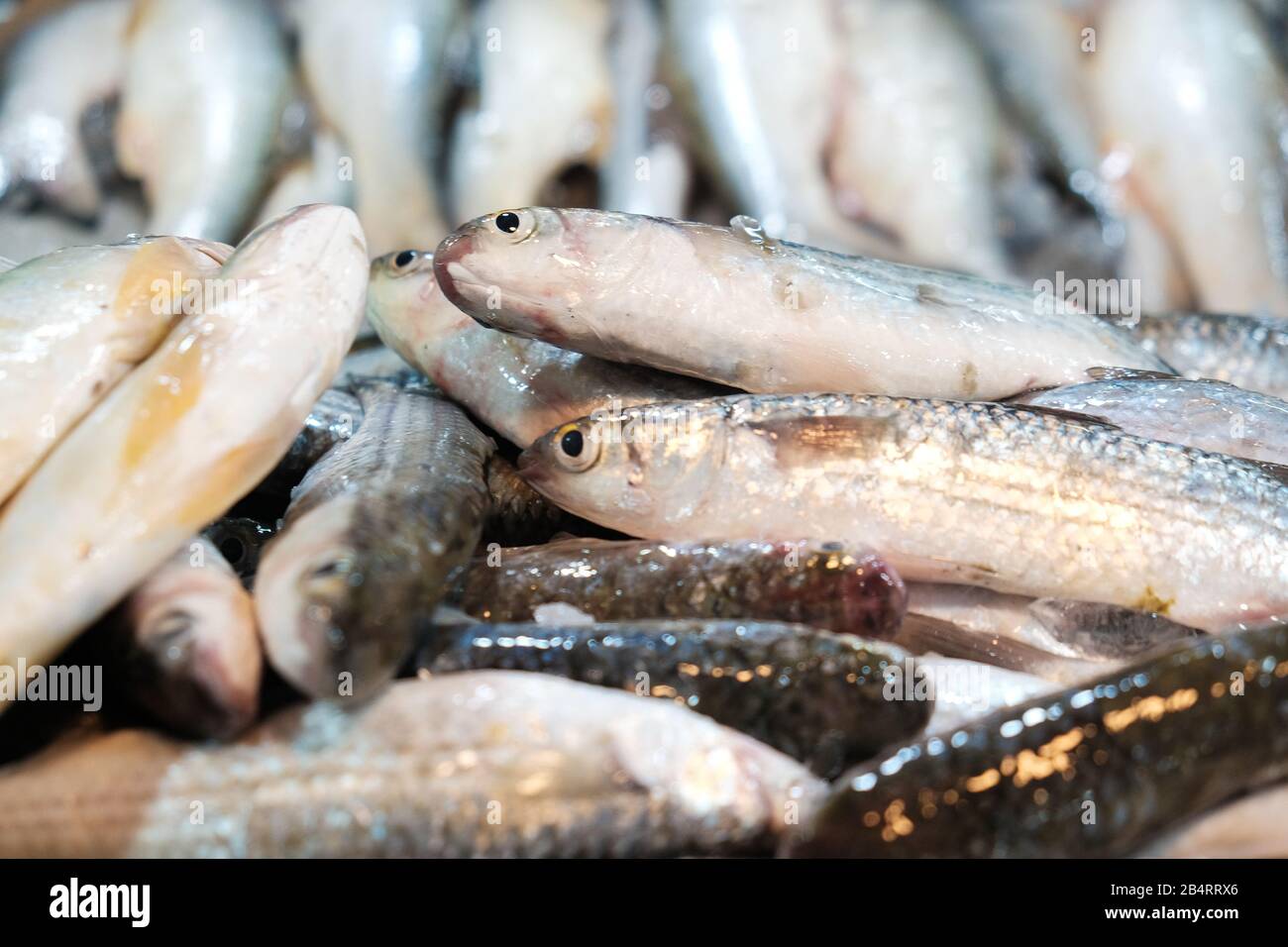 Eine Gruppe von Fischsorten aus dem Meer, die auf dem traditionellen Markt verkauft werden, Fisch und Meeresfrüchte Stockfoto