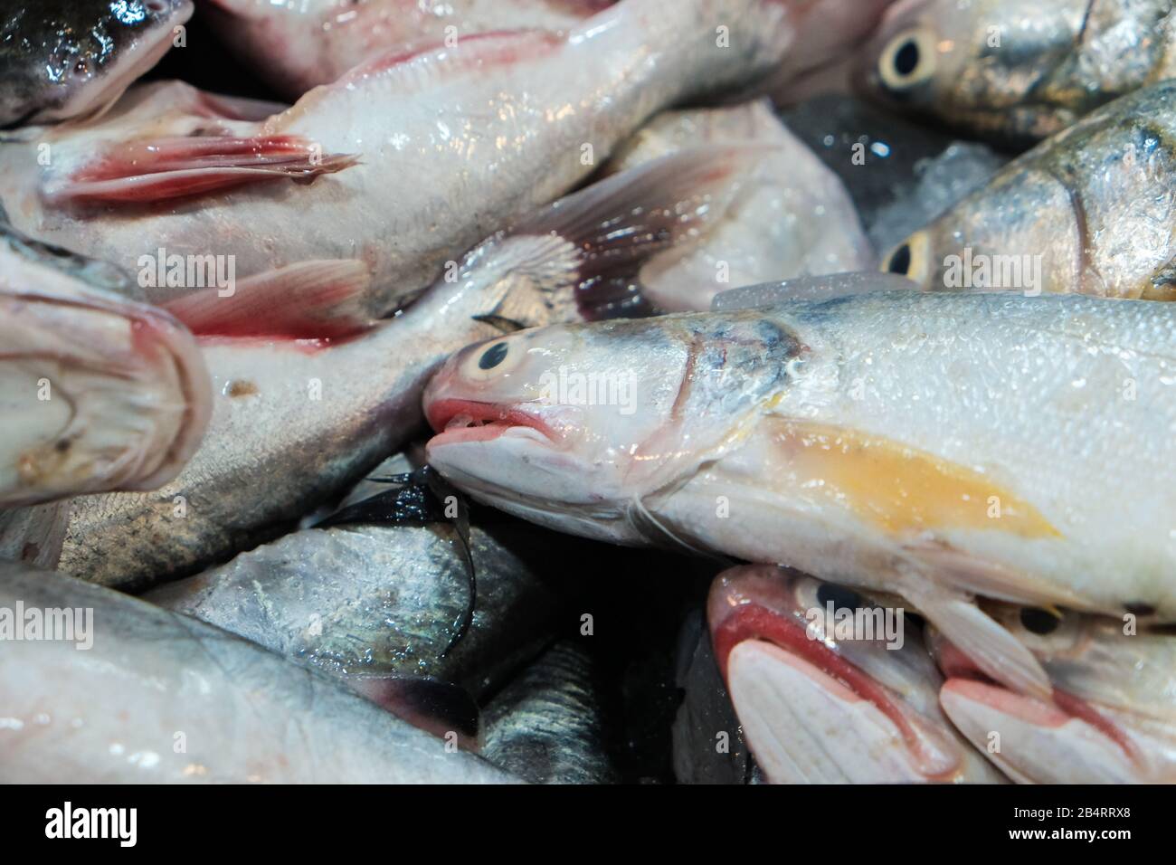 Eine Gruppe von Fischsorten aus dem Meer, die auf dem traditionellen Markt verkauft werden, Fisch und Meeresfrüchte Stockfoto