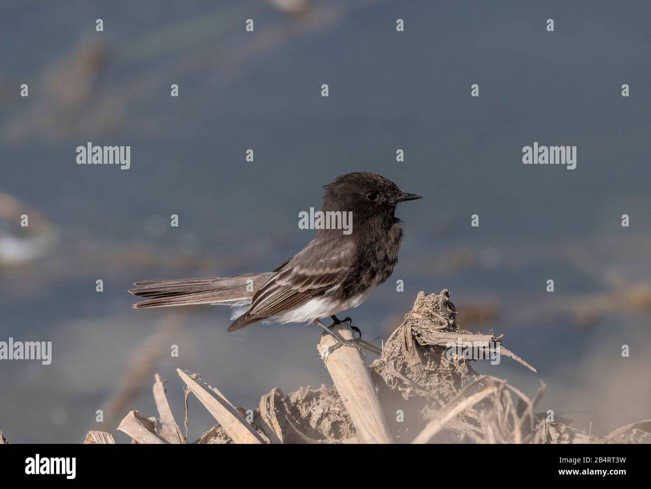 Schwarze phöbe, Sayornis Nigrikaner, Jagd nach Insekten. Kalifornien. Stockfoto