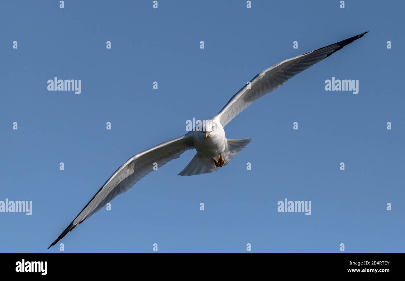 Ringel, Larus delawarensis, im Flug über den Binnensee. Stockfoto