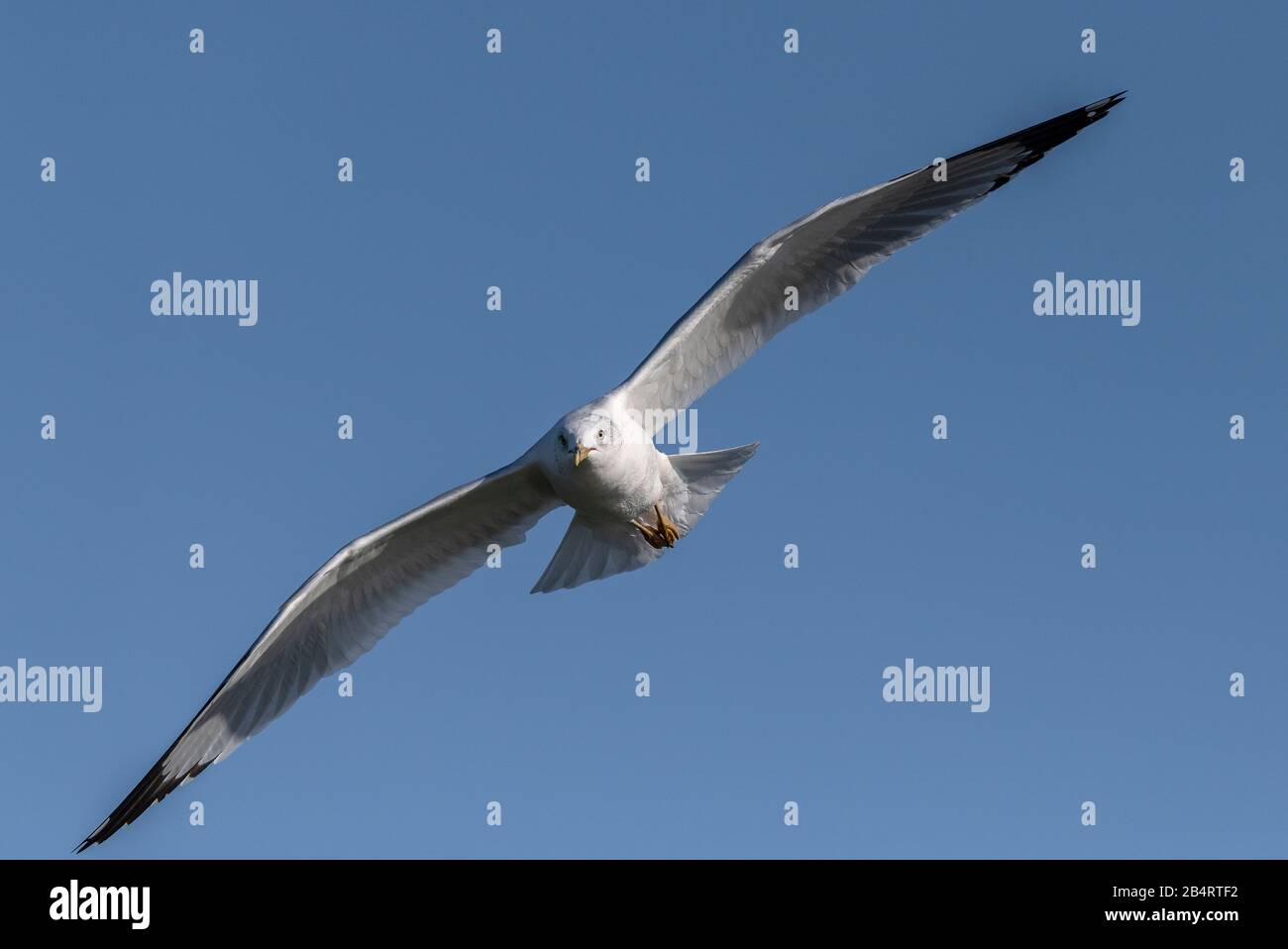Ringel, Larus delawarensis, im Flug über den Binnensee. Stockfoto