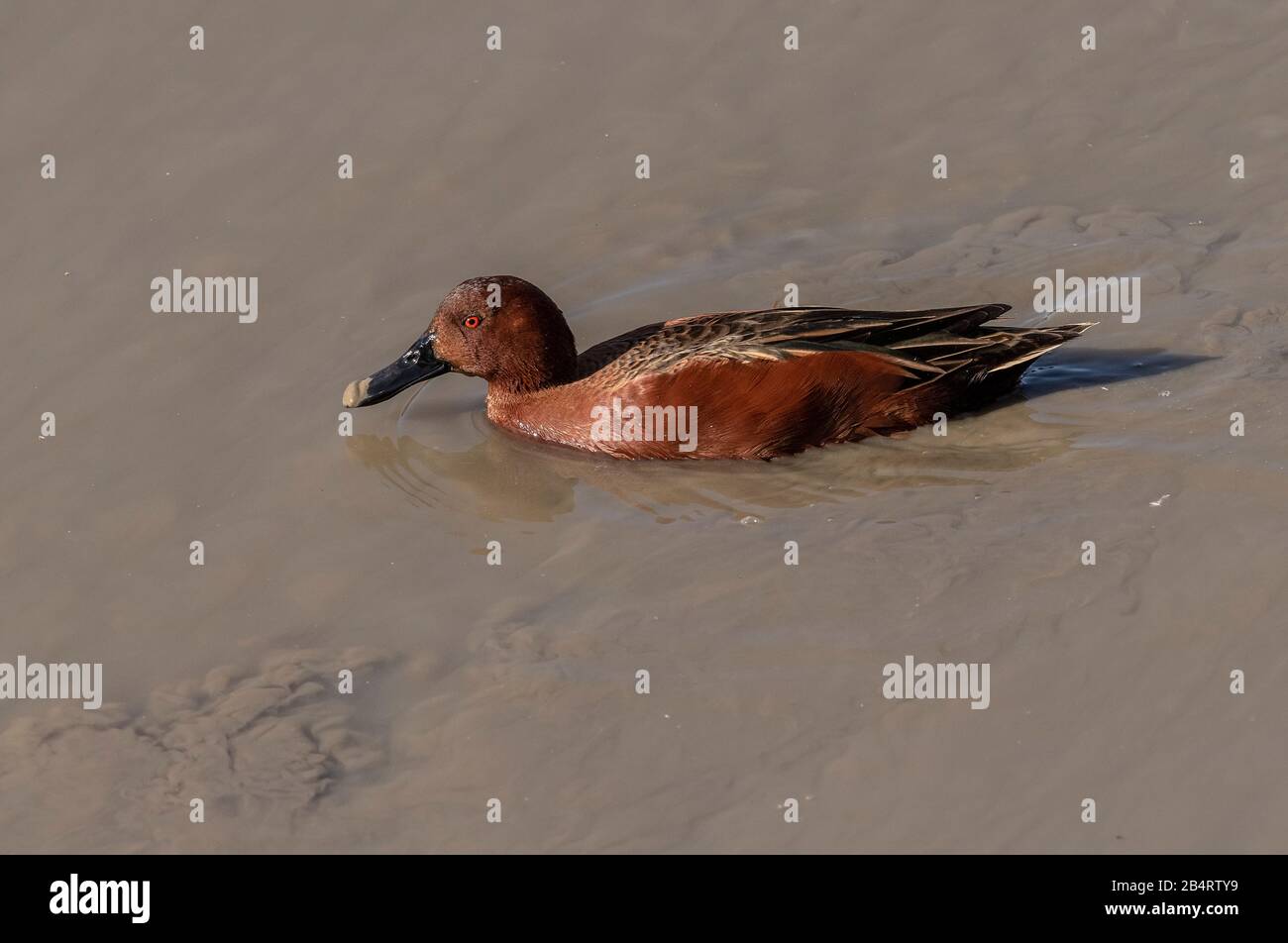 Zimtteal, Spatel cyanoptera, Fütterung in schlammigem Estuaringebiet, Kalifornien. Stockfoto