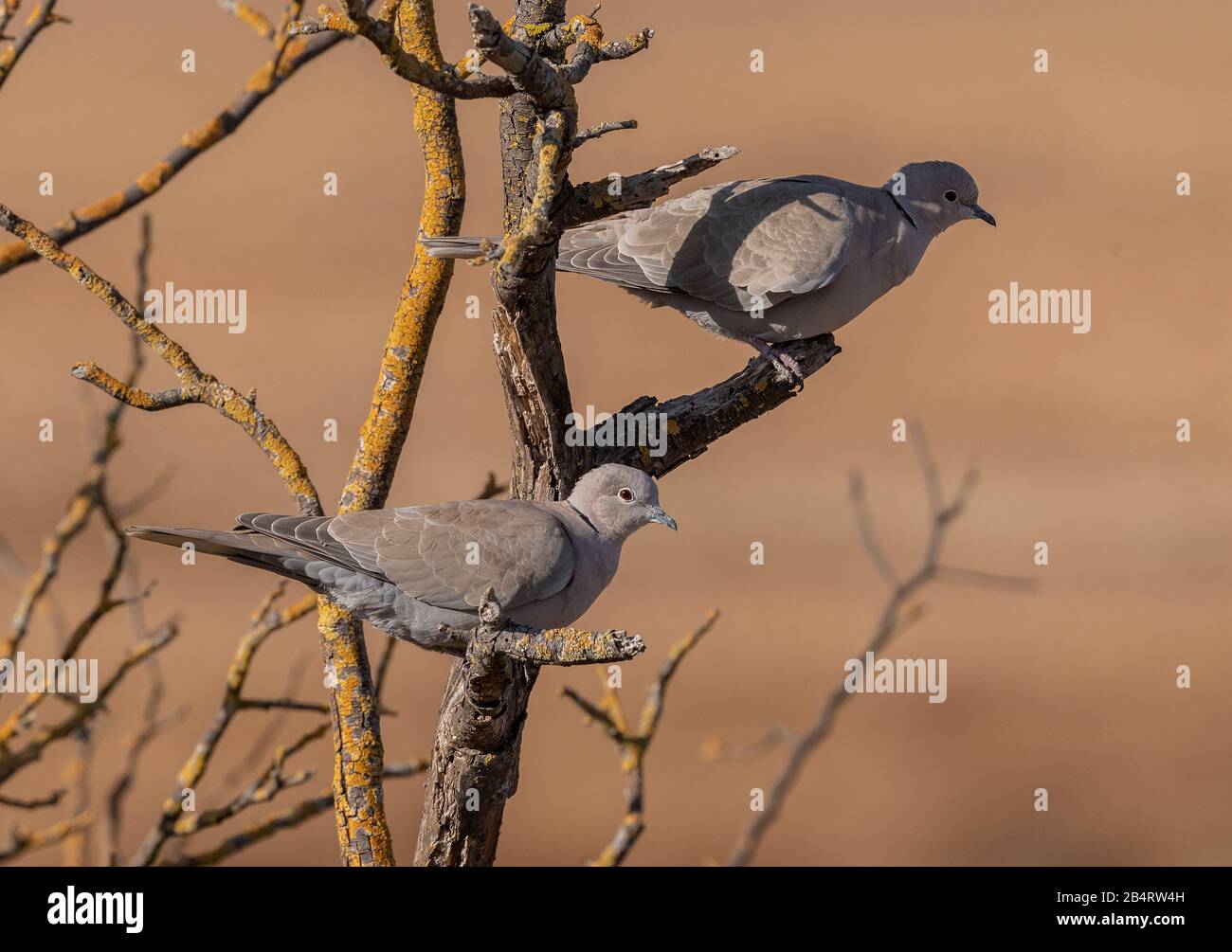 Ein Paar Von Collaced Doves, Streptopelia decaocto, die in totem Busch thront. Stockfoto