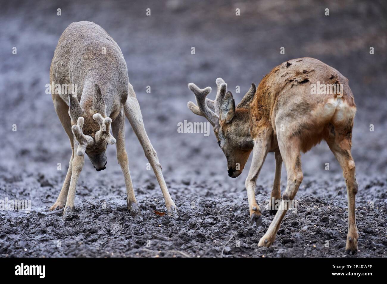 Zwei Rogen kämpfen um die Vorherrschaft Stockfoto