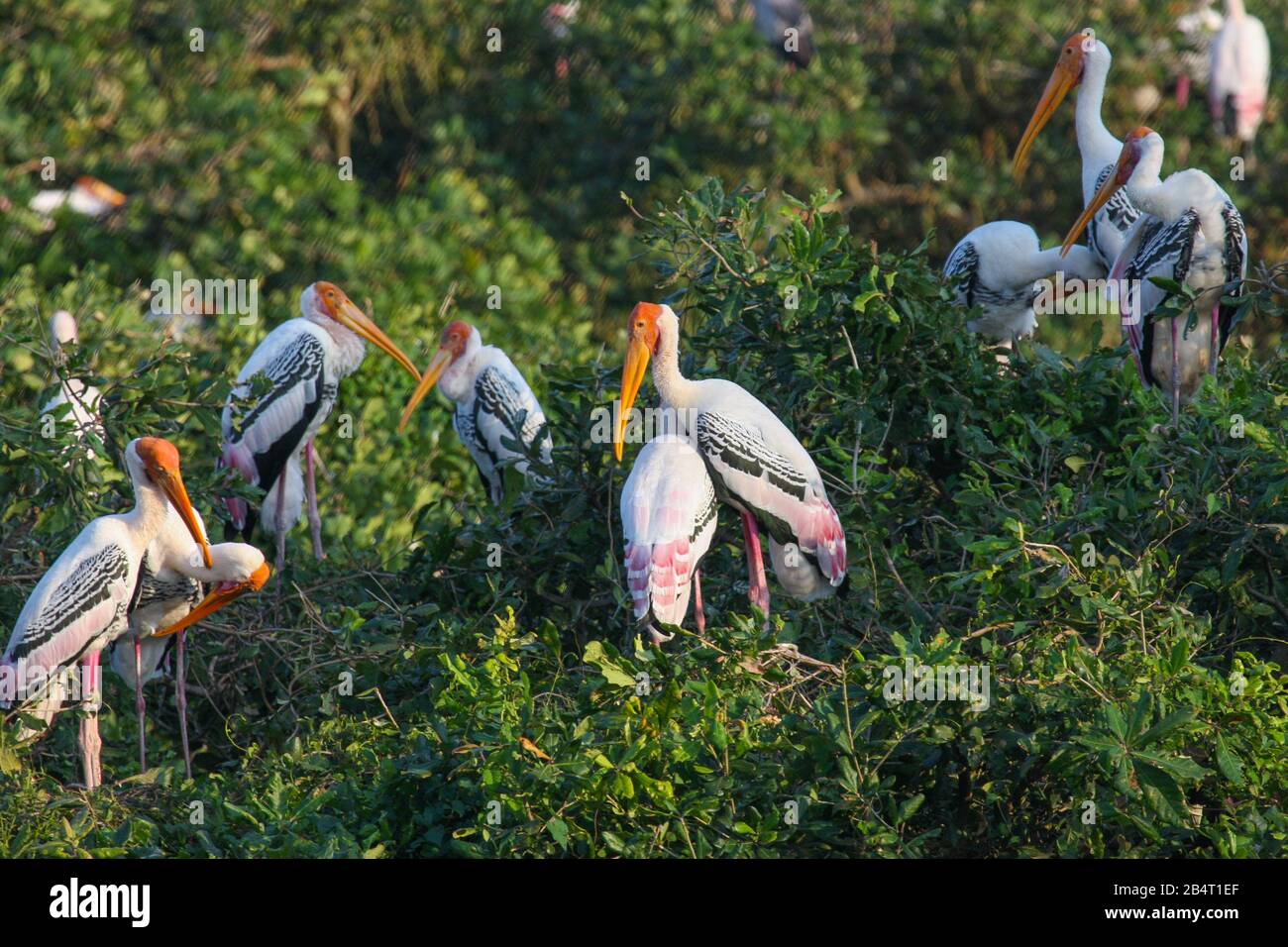 Maltes Stork im Vogelschutzgebiet Vedanthangal (Tamil Nadu, Indien) fotografiert Stockfoto