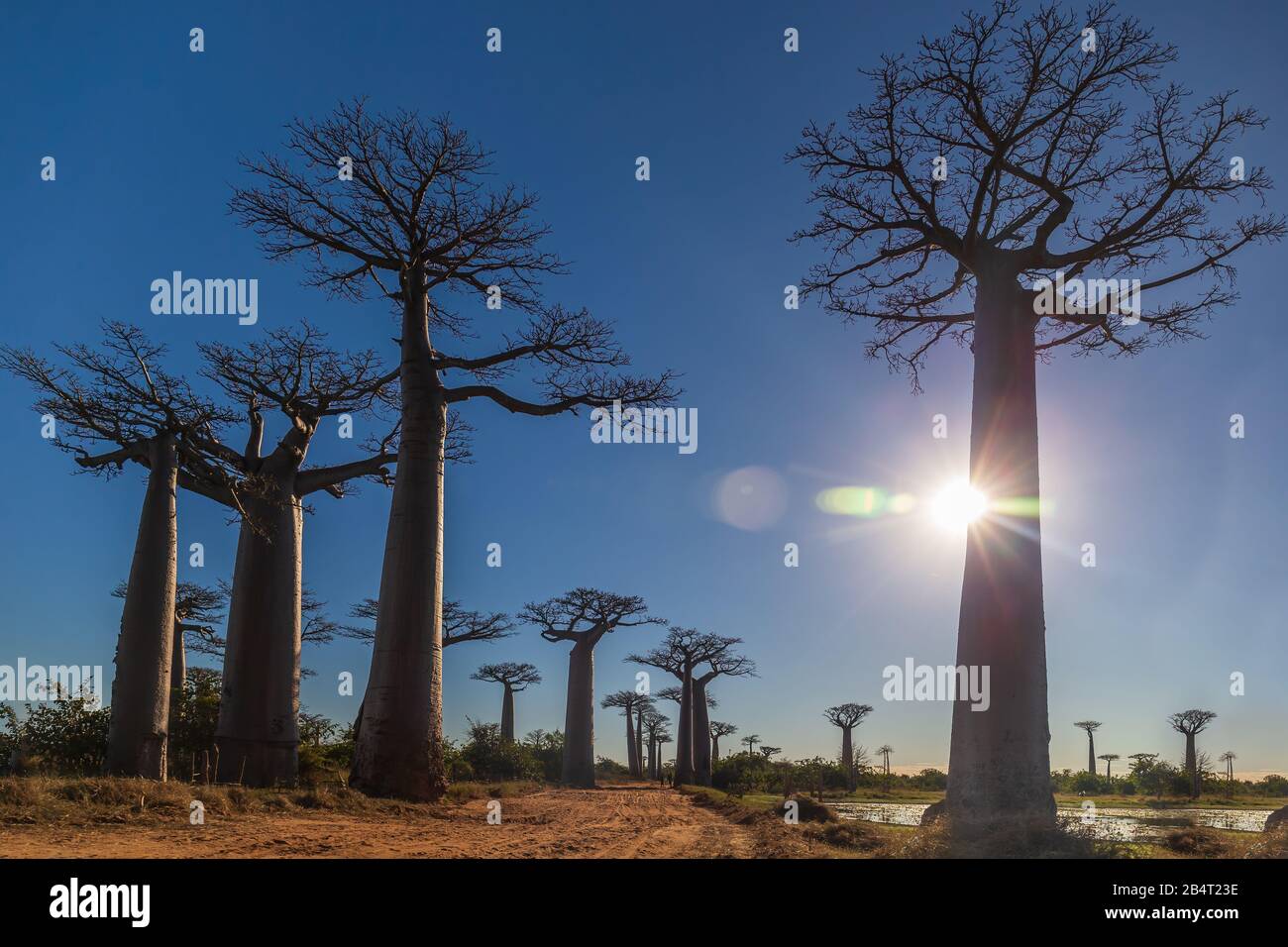 Ländliche afrikanische Straße, die von Baobabbäumen gesäumt wird - Madagaskar Stockfoto