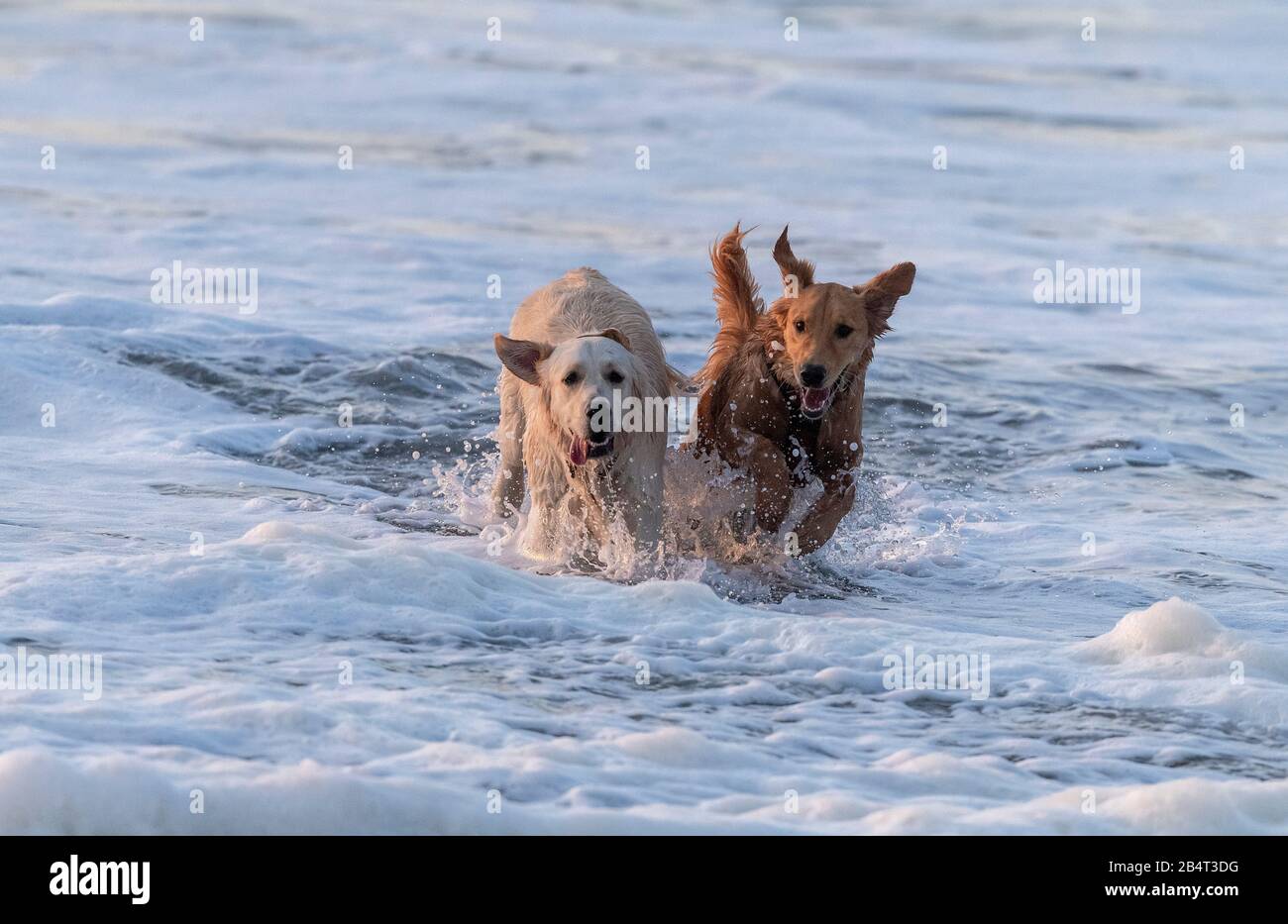 Hunde, die an einem sonnigen Abend in der Brandung spielen. Stockfoto