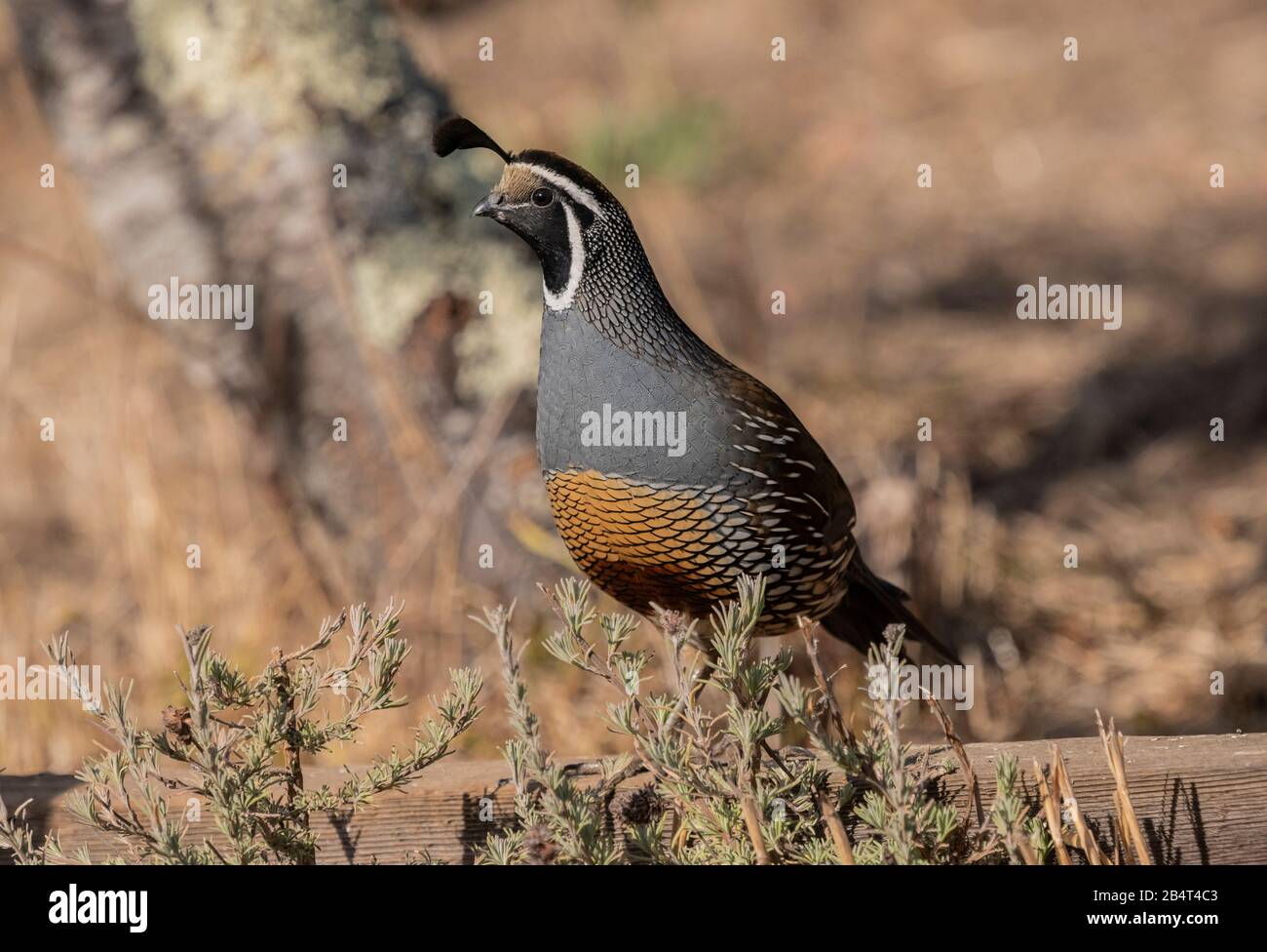 Männliche Kalifornische Wachtel, Callipepla californica, an Zaun in Sagebush, Kalifornien. Stockfoto