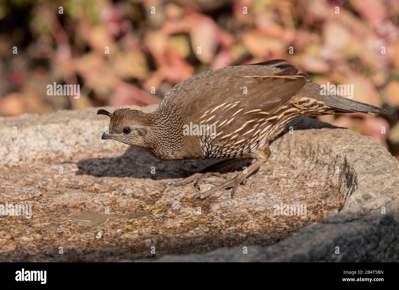 Pestizid Trinken Stockfotos Und Bilder Kaufen Alamy