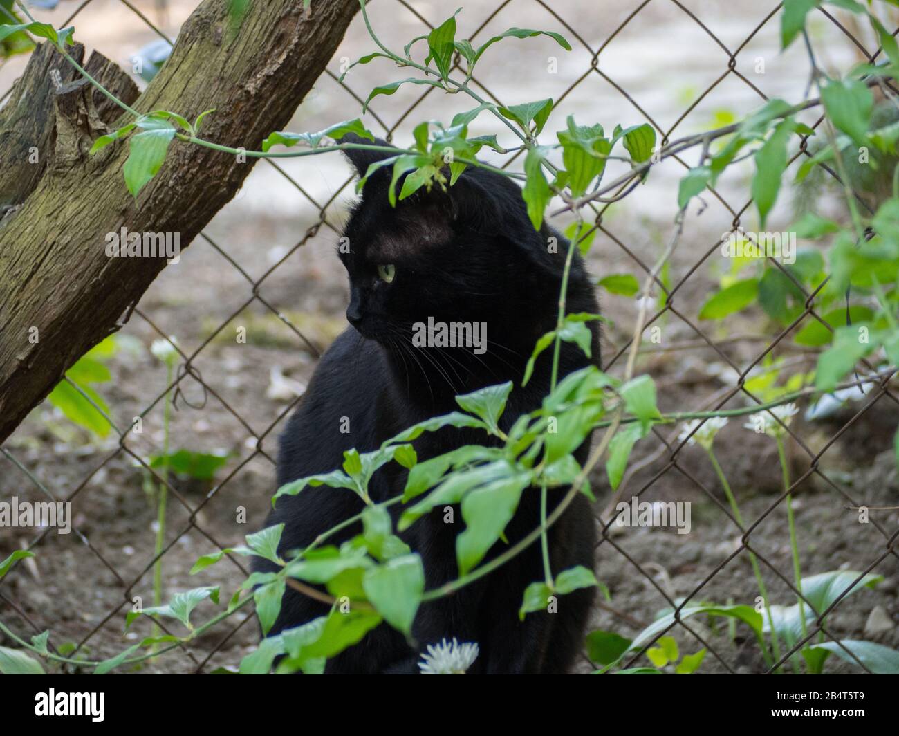 Schwarze Katze lauert im Garten für Mäuse Stockfoto