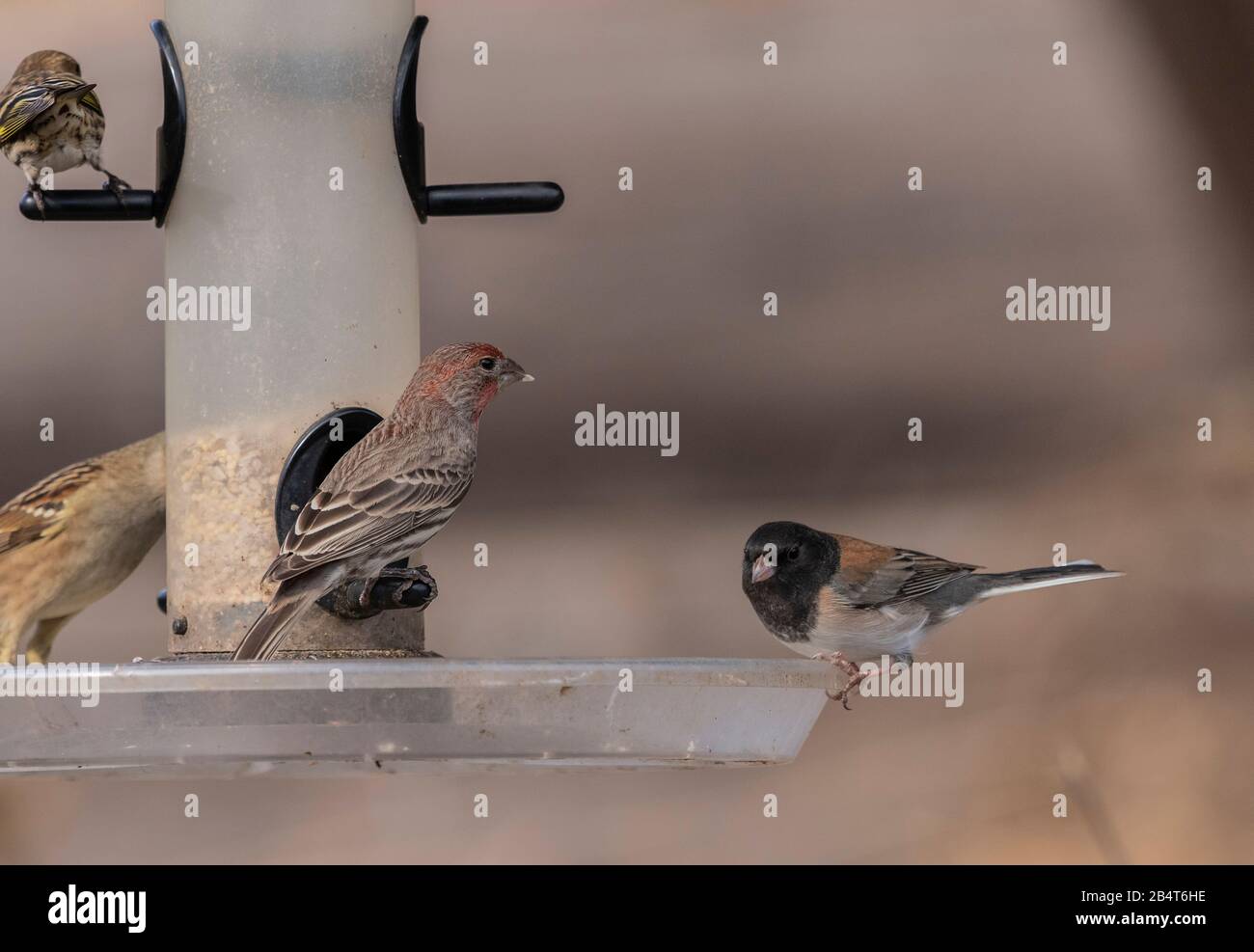 Hausfinch und dunkeläugiger Junco auf Vogelzubringer im kalifornischen Garten Stockfoto