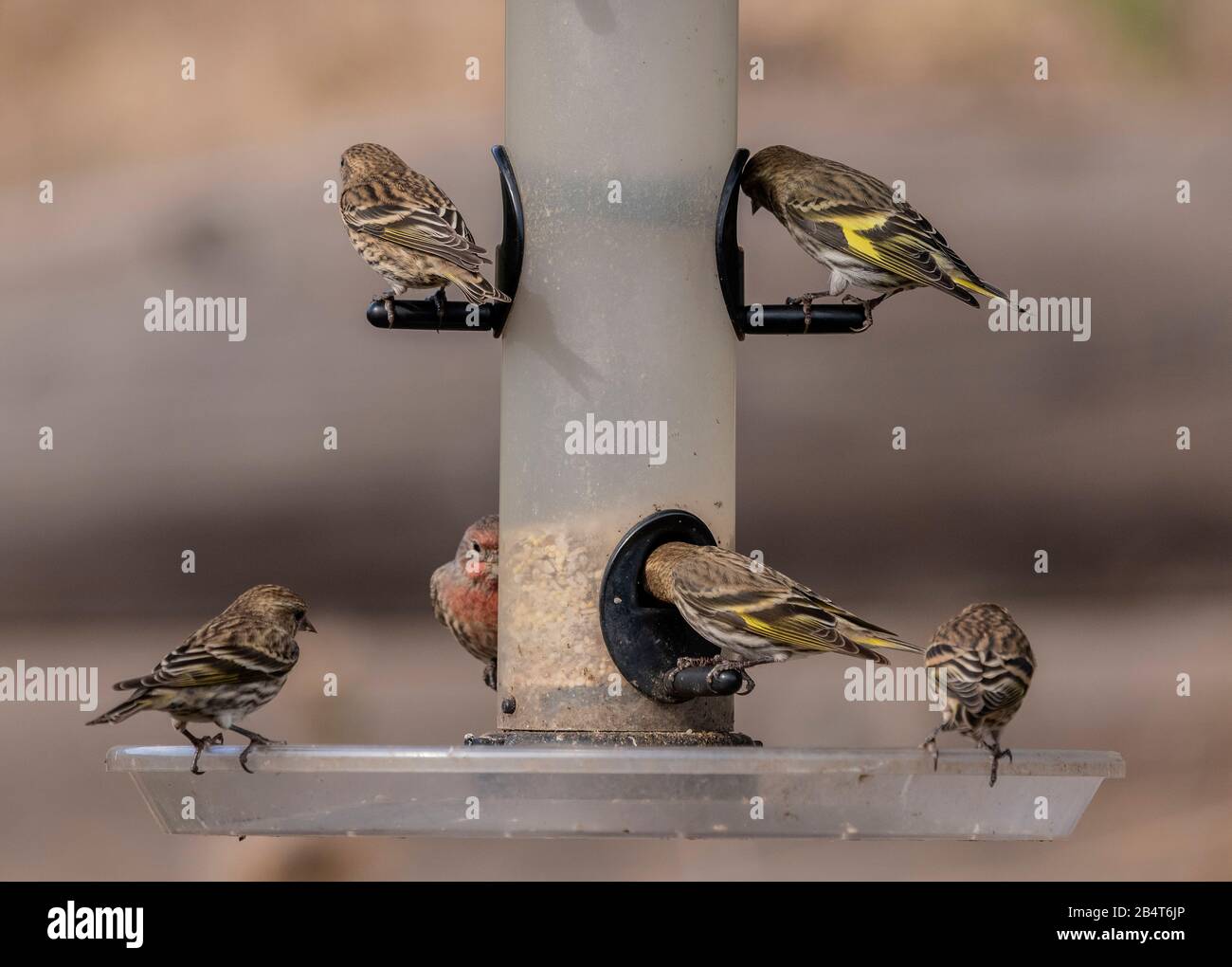 Kiefernbiskins und Hausfinken auf Vogelzubringer im kalifornischen Garten Stockfoto