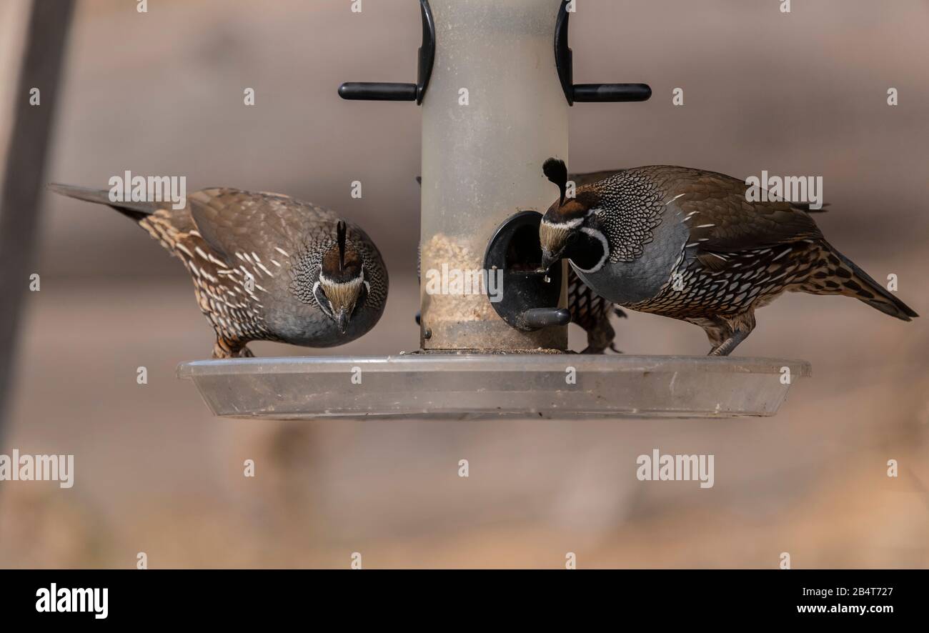 California Wachtel, Callipepla californica, auf Vogelzubringer im kalifornischen Garten Stockfoto