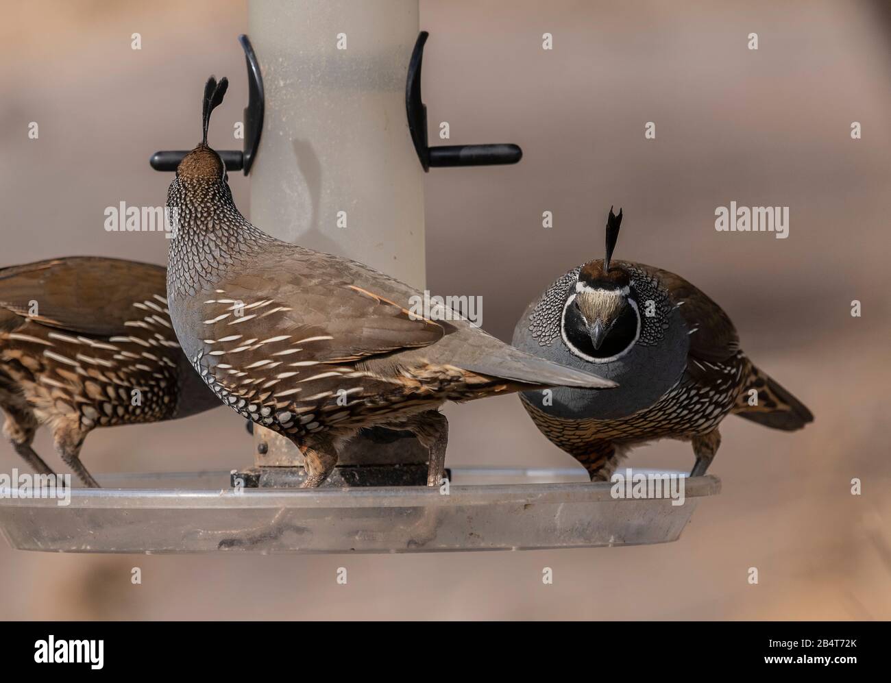 California Wachtel, Callipepla californica, auf Vogelzubringer im kalifornischen Garten Stockfoto