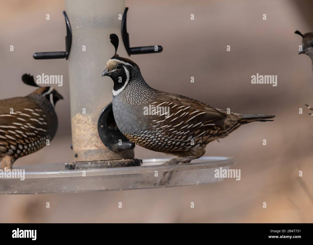 California Wachtel, Callipepla californica, auf Vogelzubringer im kalifornischen Garten Stockfoto