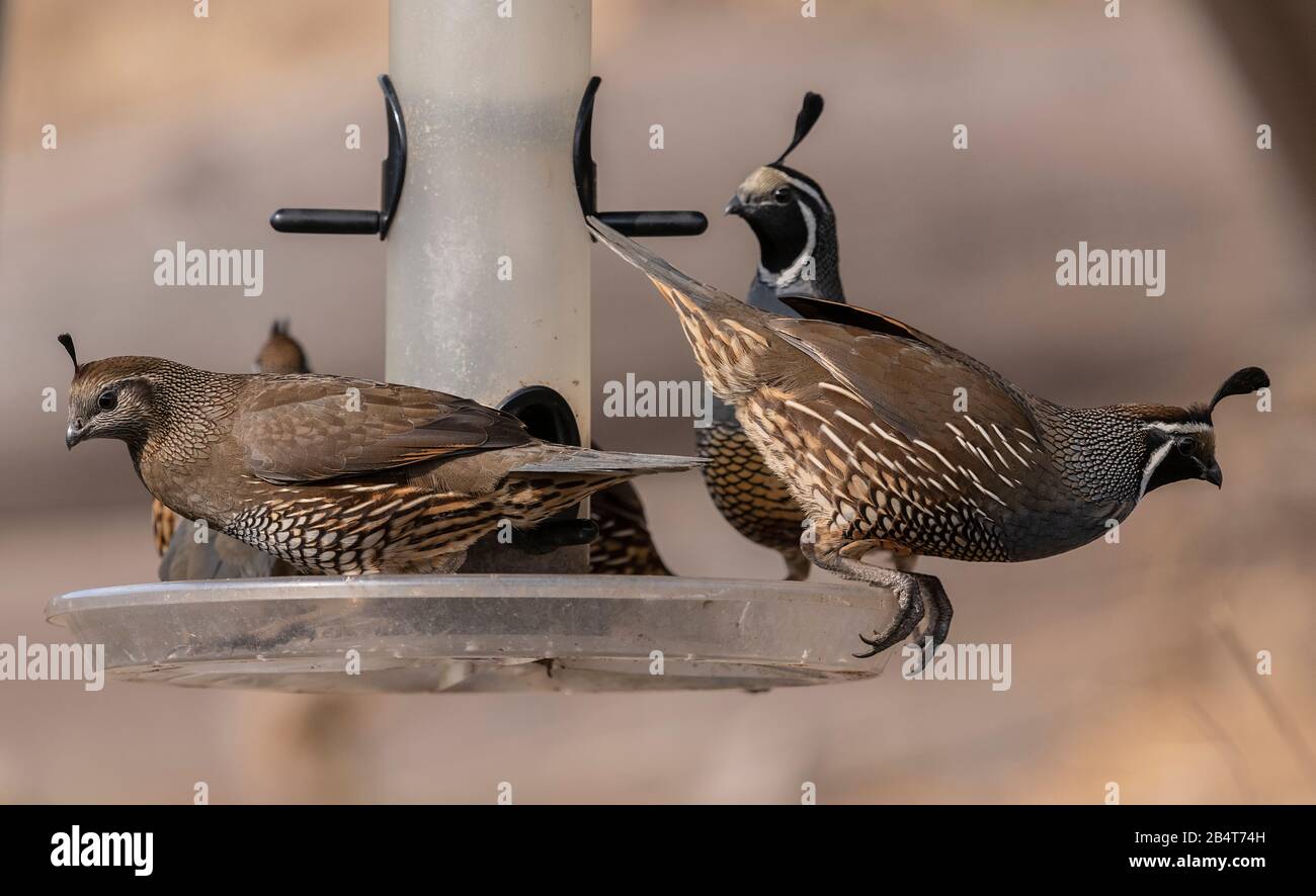 California Wachtel, Callipepla californica, auf Vogelzubringer im kalifornischen Garten Stockfoto