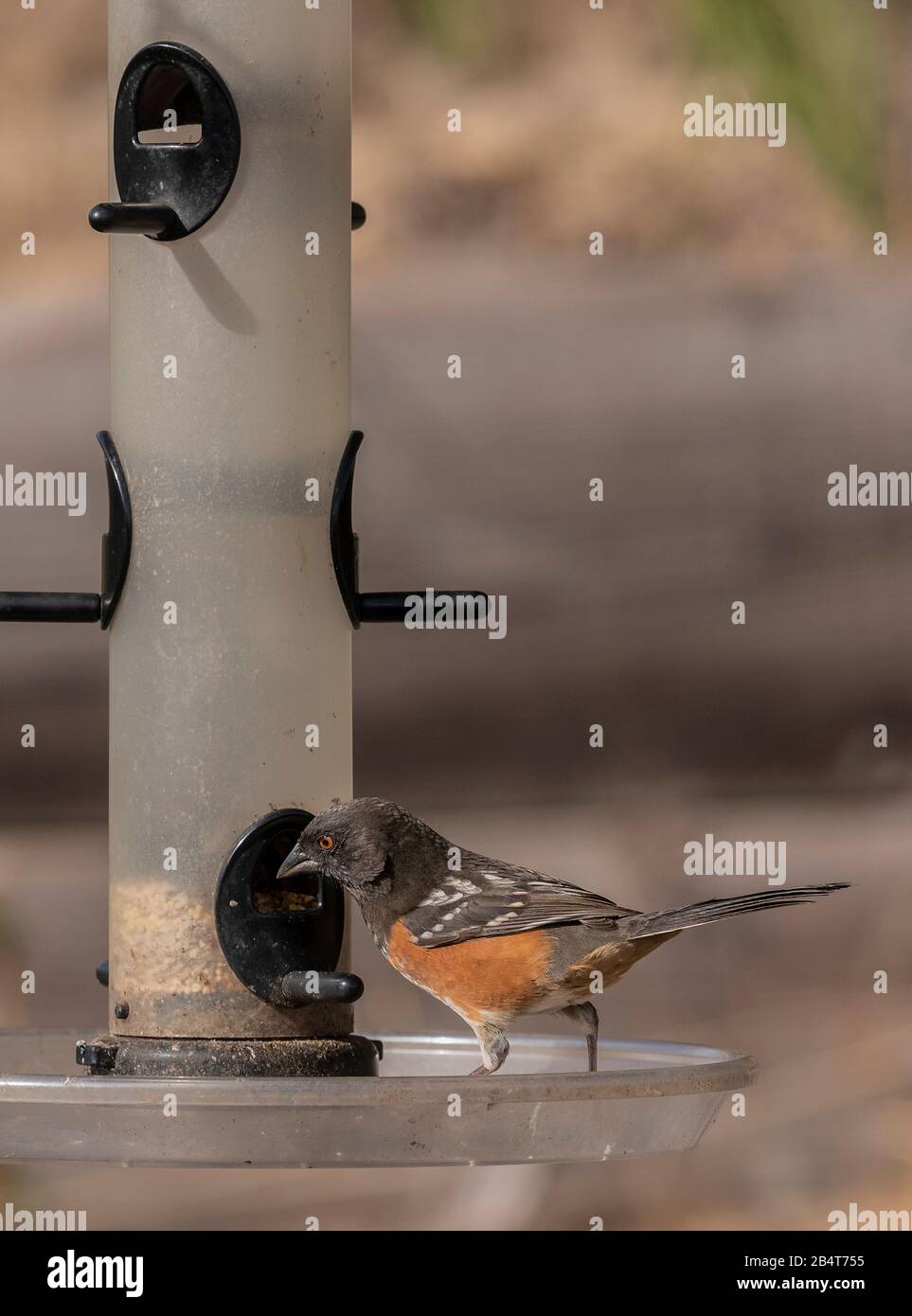Geflecktes Towhee, Pipilo maculatus, auf Vogelzubringer im kalifornischen Garten. Stockfoto