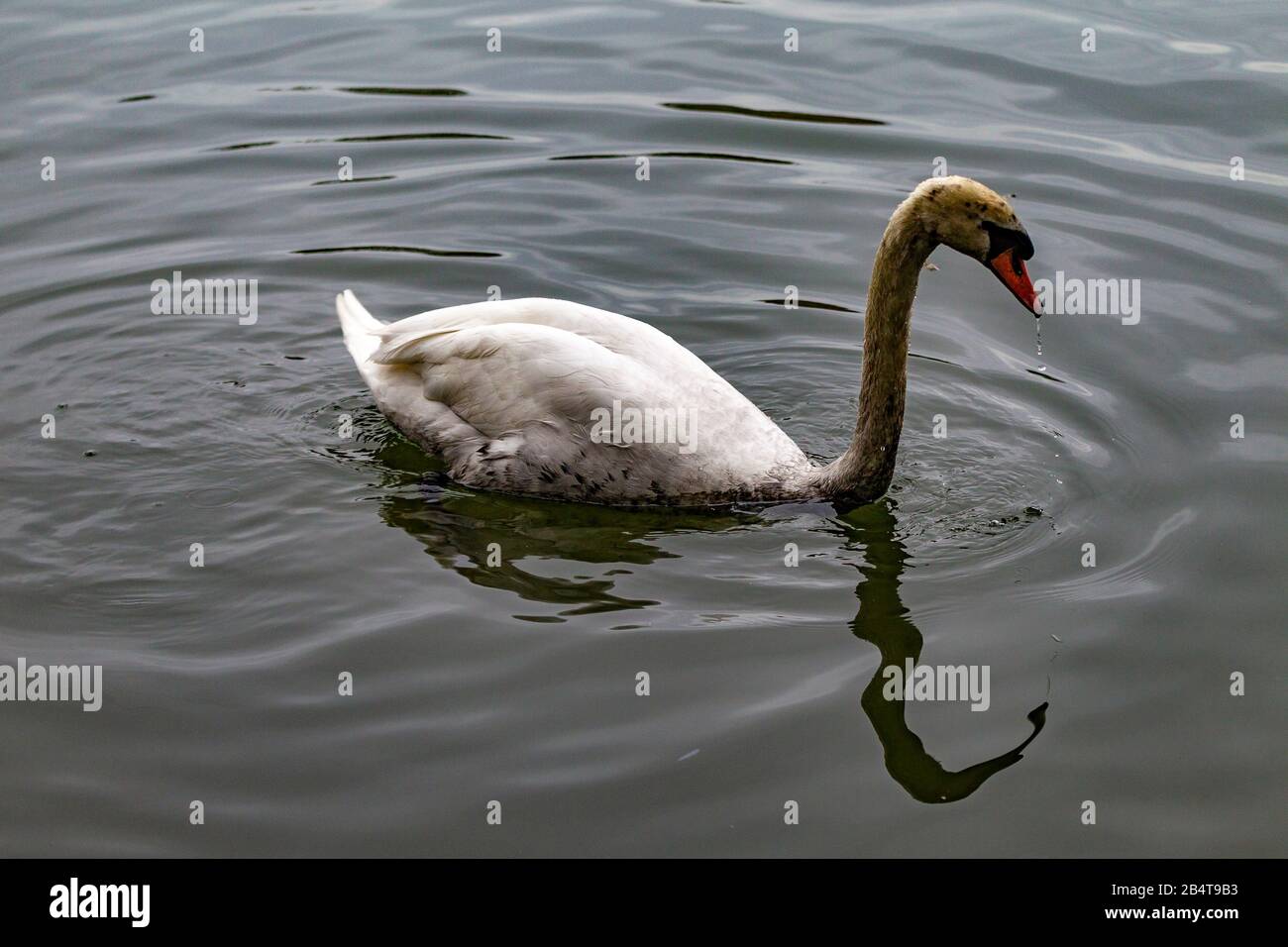 Abington Park, Northampton, Großbritannien, 7. März 2020, in Abington Park See schwimmendes Ölsumpf, das während der Dunkelheit, die die Tierwelt beeinträchtigt, im Premier Park von Northampton entsorgt wurde, wurde die Umweltbehörde informiert. Kredit: Keith J Smith./Alamy Live News Stockfoto