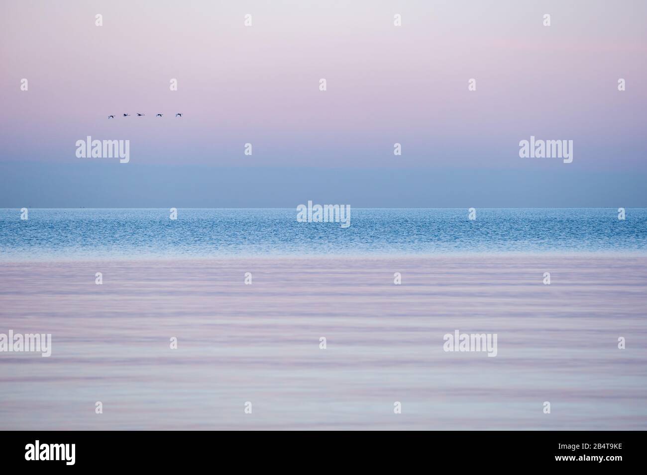 Minimalistischer Saisonaufgang der ostsee bei Sonnenaufgang mit einer Schar von whooper Schwänen, die das Wasser und die schönen Farben überschreiten, Sehlendorf, Schleswig-Holste Stockfoto