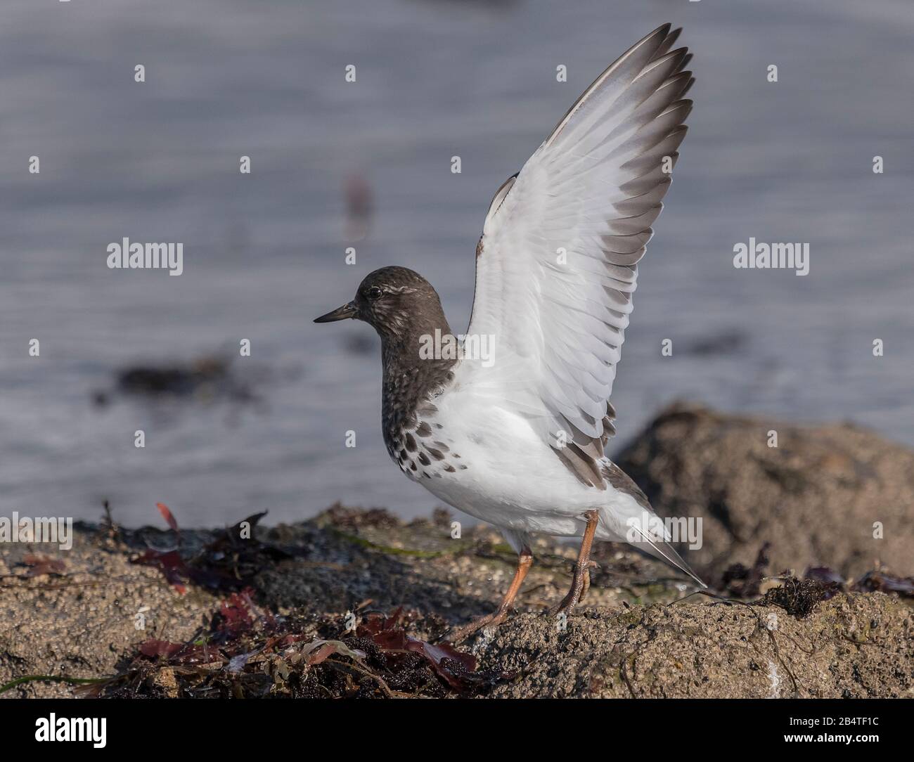 Schwarzer Turnstein, Arenaria melanocephala, die sich entlang felsiger Küstenlinie ernährt, im Wintergefieder. Kalifornien. Stockfoto