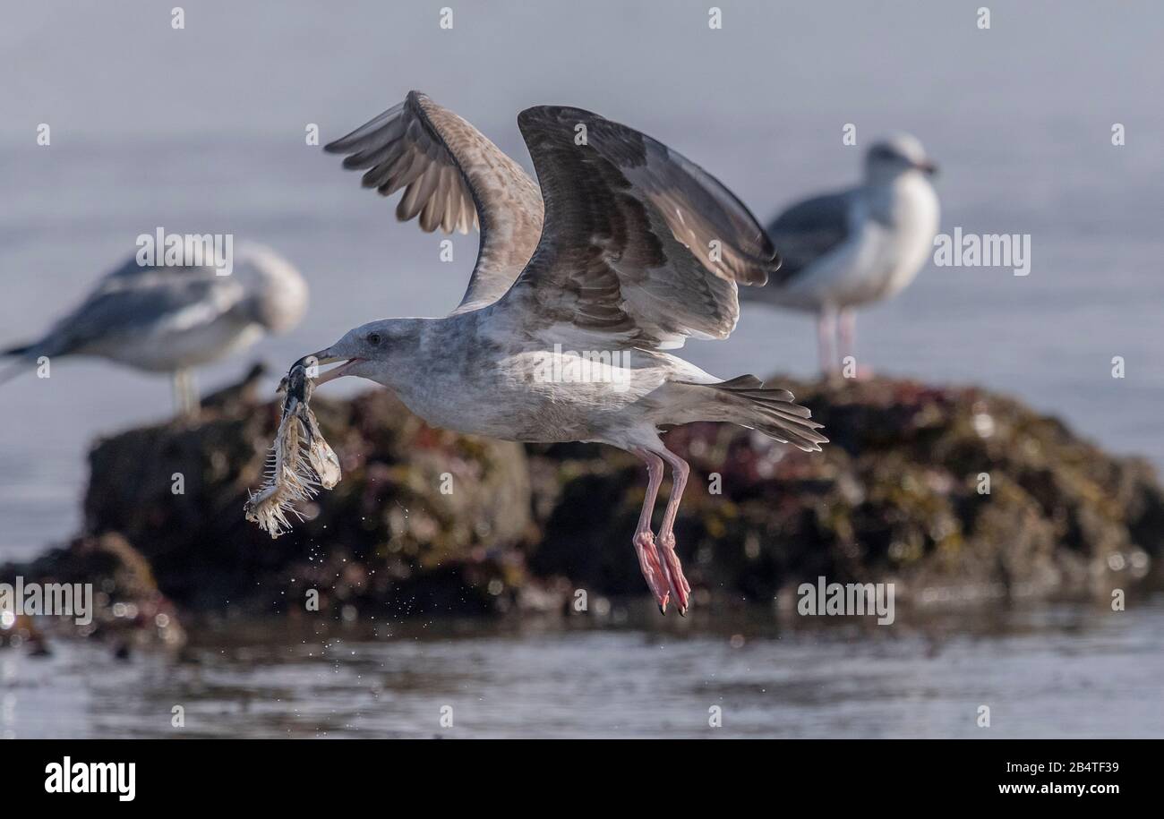 Zweiter Winter Western Gull, Larus occidentalis, mit Carrionstück. Half Moon Bay, Kalifornien. Stockfoto
