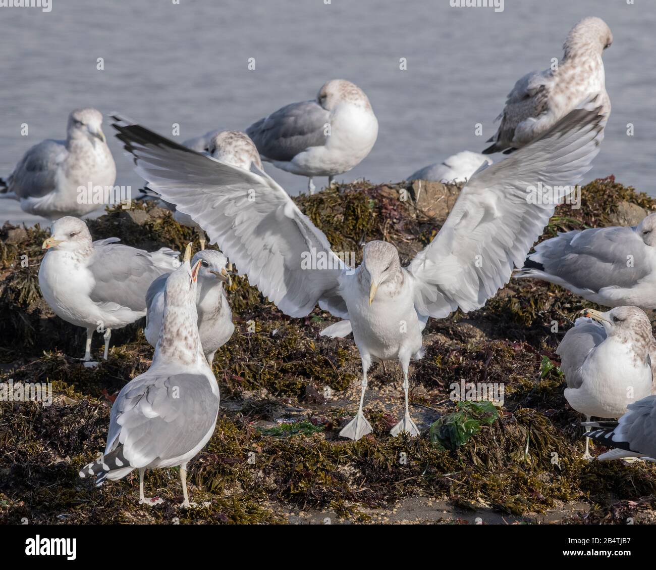 Gruppe von kalifornischen Möwen, Larus californicus, die bei Ebbe an Küstensteinen füttern und lappen. Zentralkalifornien. Stockfoto