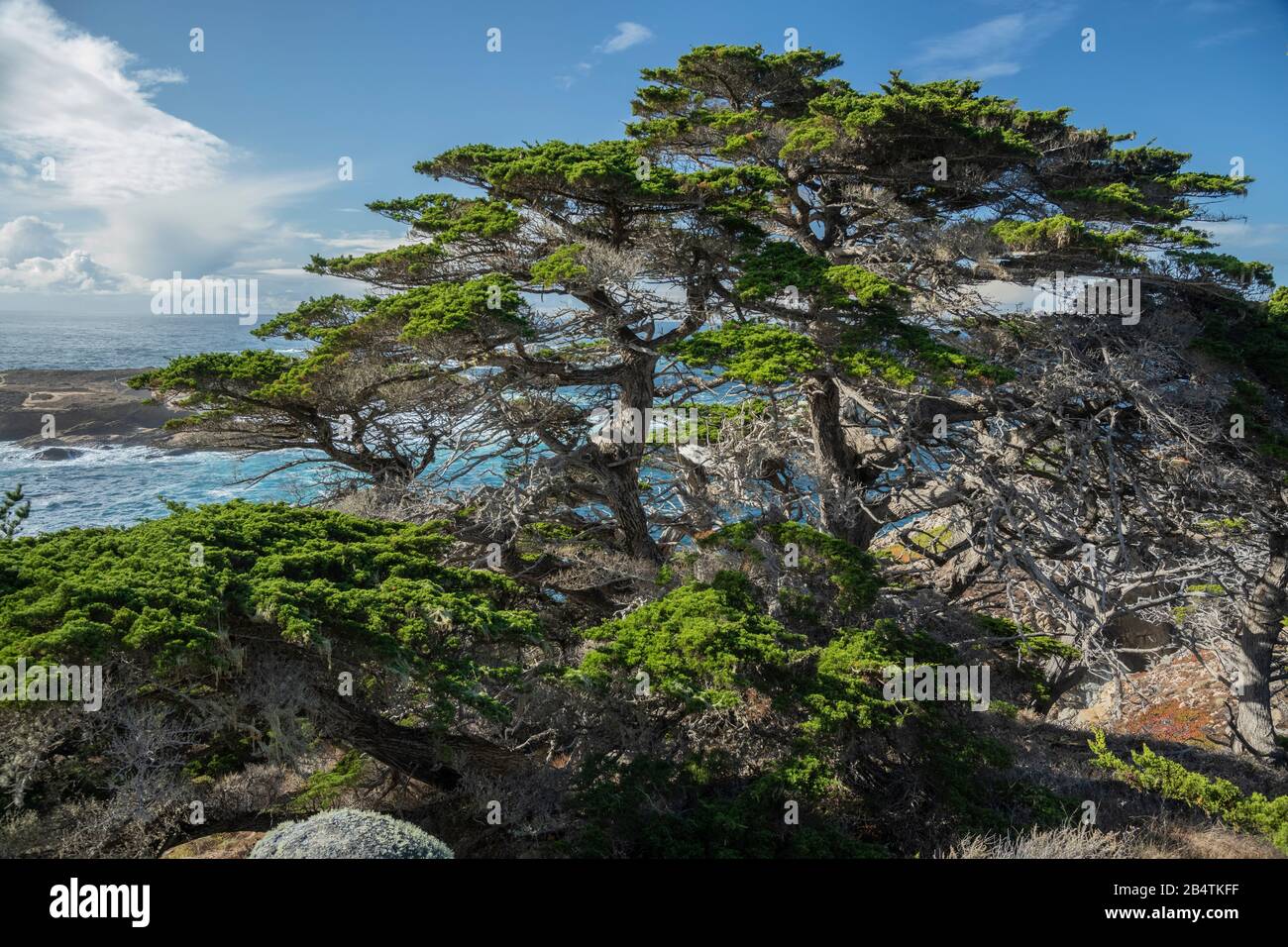 Die alte Monterey-Zypresse, Hesperocyparis macrocarpa, Bäume auf Point Lobos, einer von nur zwei einheimischen Standorten; Kalifornien Stockfoto