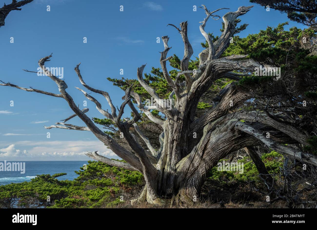 Tote alte Monterey Zypress, Hesperocyparis macrocarpa, Bäume auf Point Lobos, einer von nur zwei einheimischen Standorten; Kalifornien Stockfoto