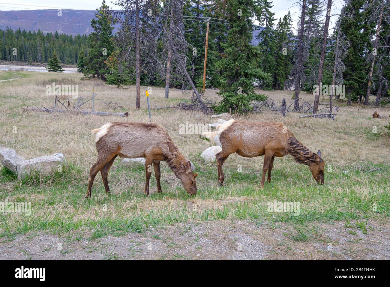 Zwei Mauldeer weideten im Jasper National Park, Canadian Rockies, Alberta, Kanada Stockfoto