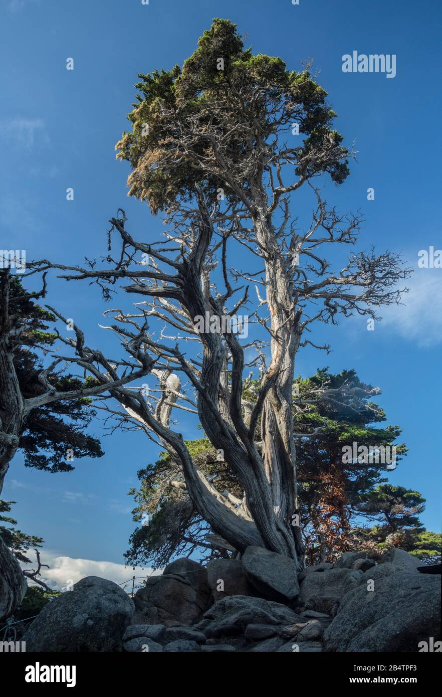 Die alte Monterey-Zypresse, Hesperocyparis macrocarpa, Bäume auf Point Lobos, einer von nur zwei einheimischen Standorten; Kalifornien Stockfoto