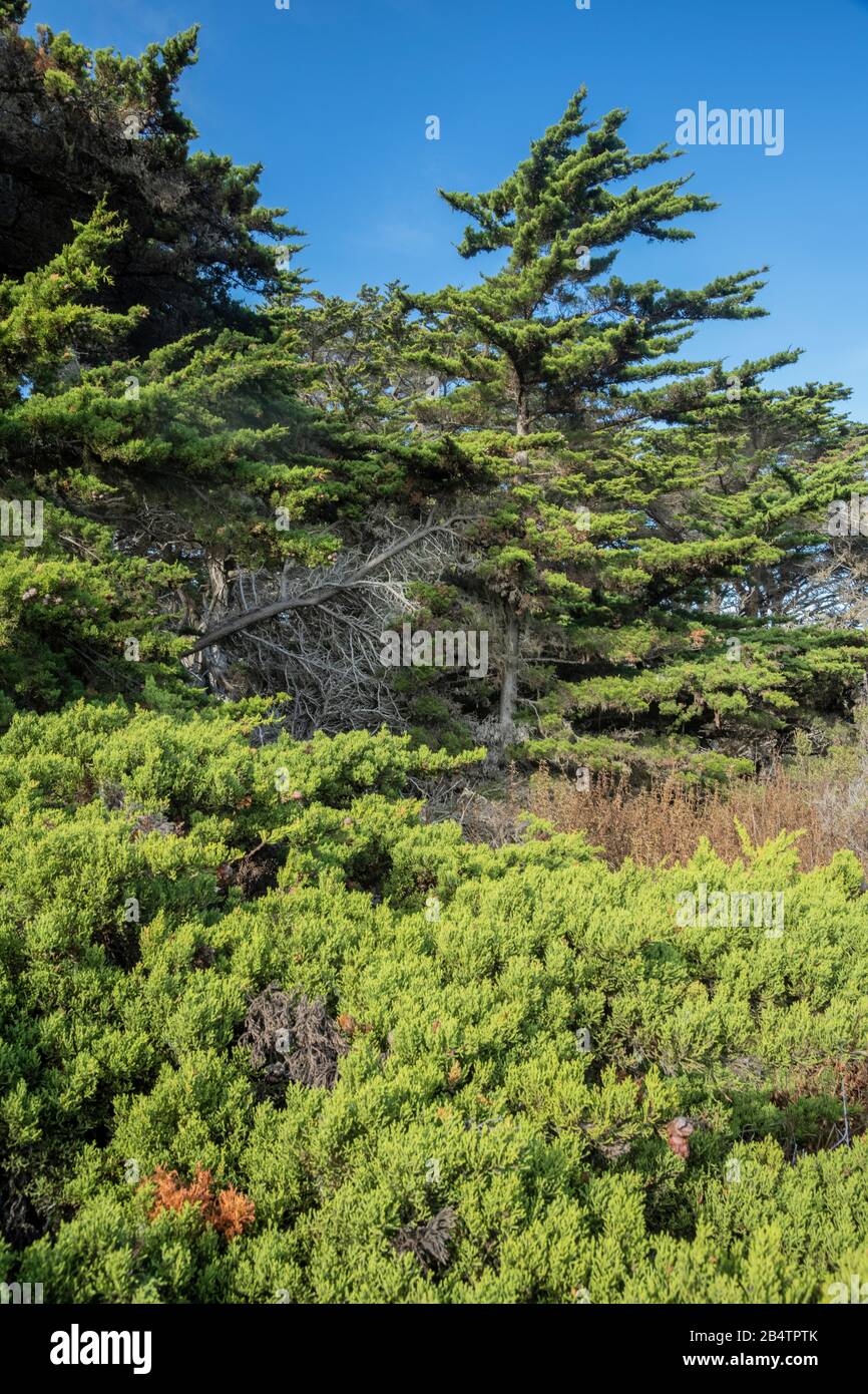 Monterey Cypress, Hesperocyparis macrocarpa, Bäume auf Point Lobos, einer von nur zwei einheimischen Standorten; Kalifornien Stockfoto